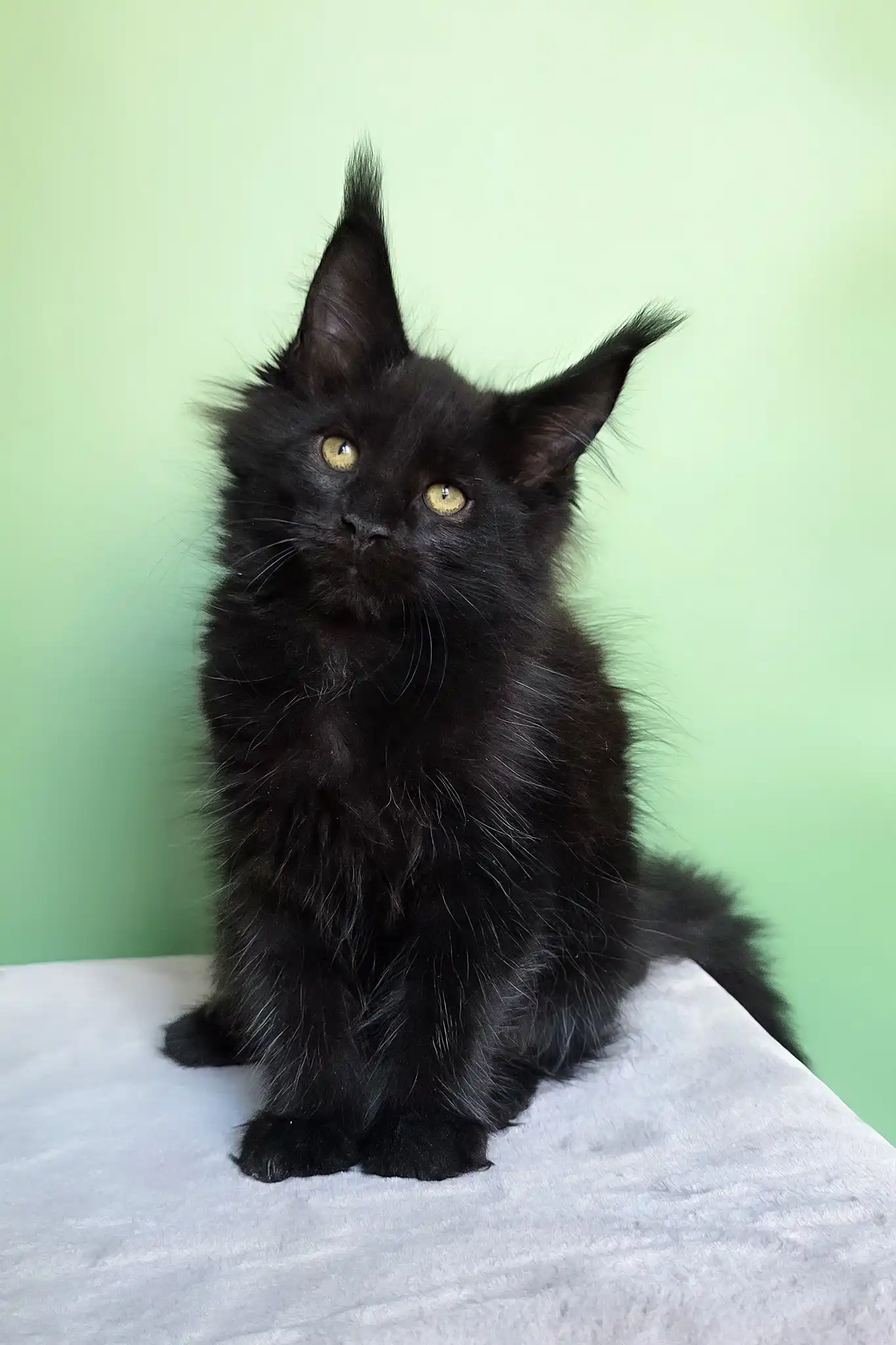 Ornella | Maine Coon Kitten - Image 5