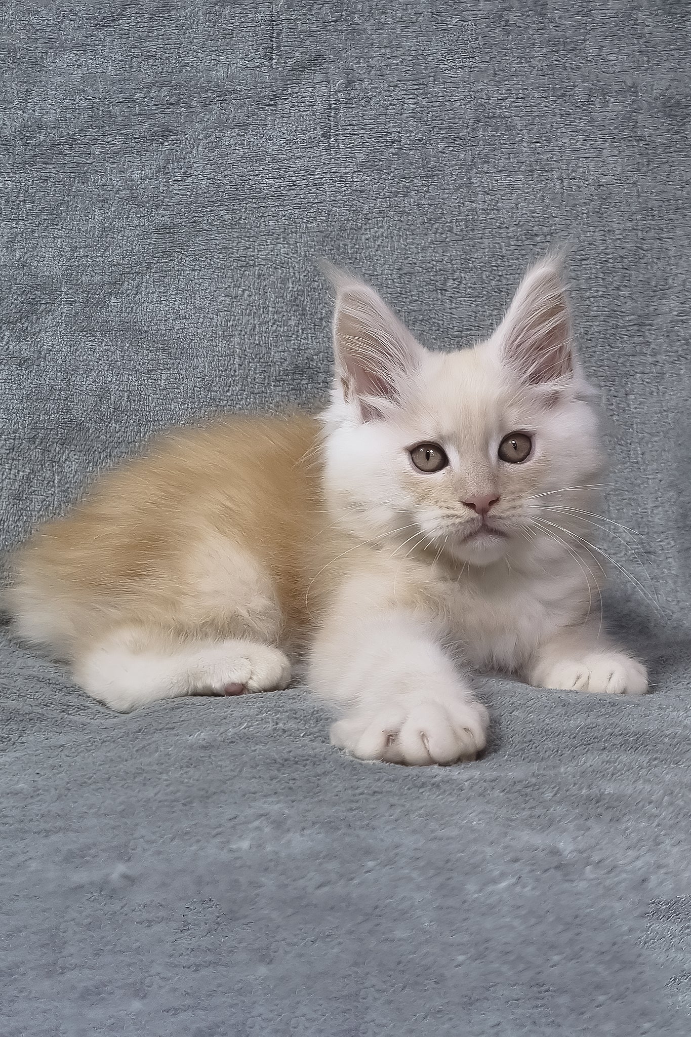 Oslan | Maine Coon Kitten - Image 2