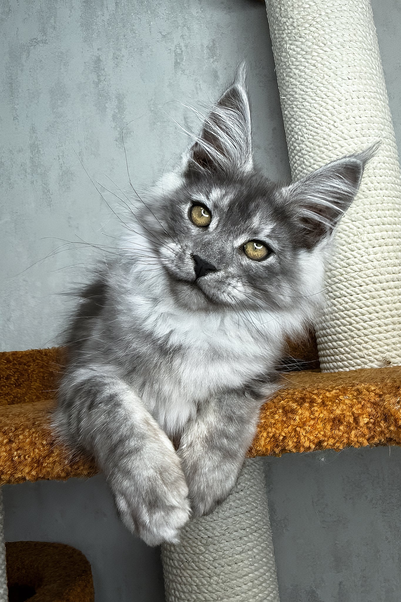 Palma | Maine Coon Kitten - Image 5