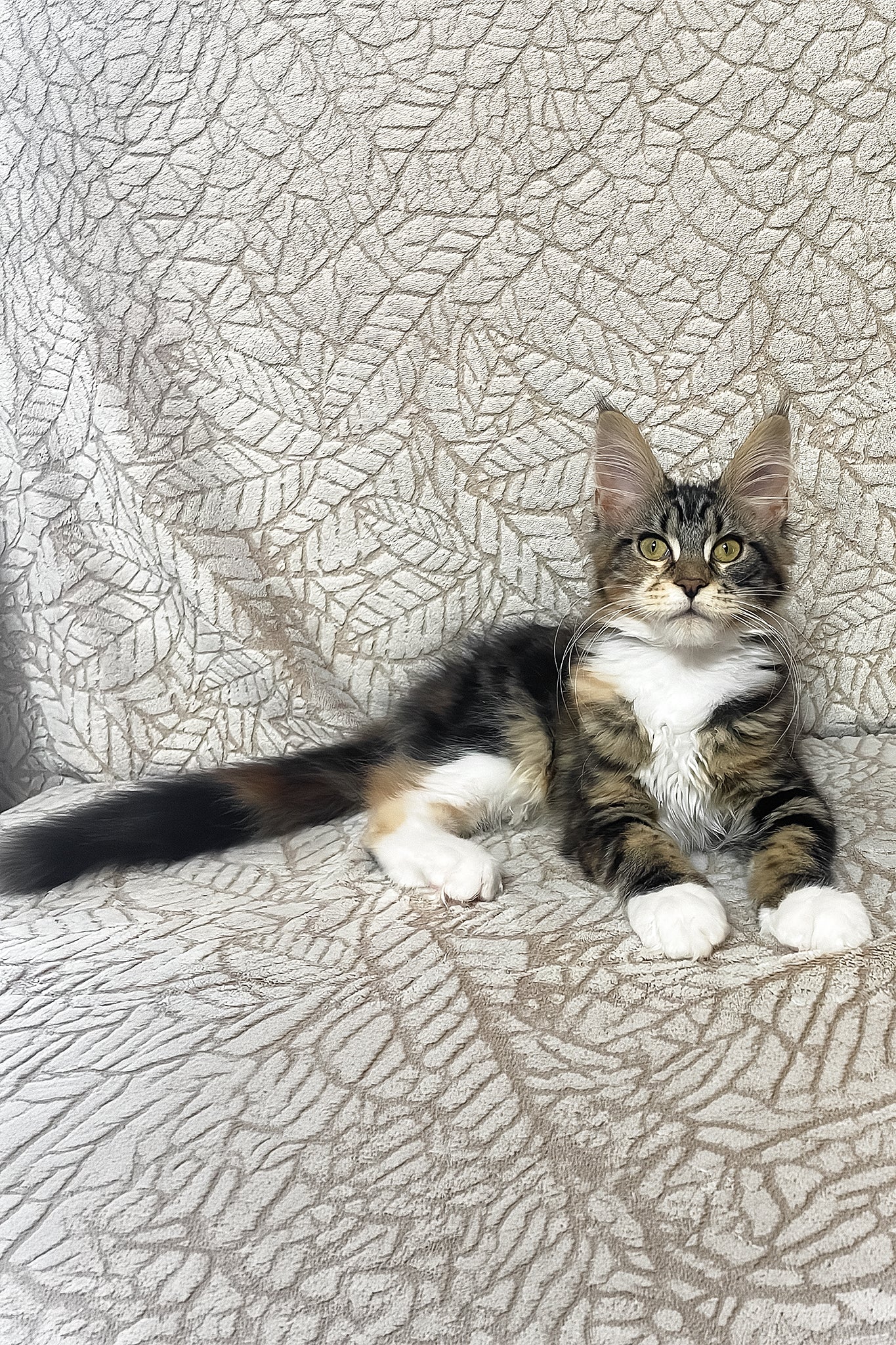 Palmyra | Maine Coon Kitten - Image 13