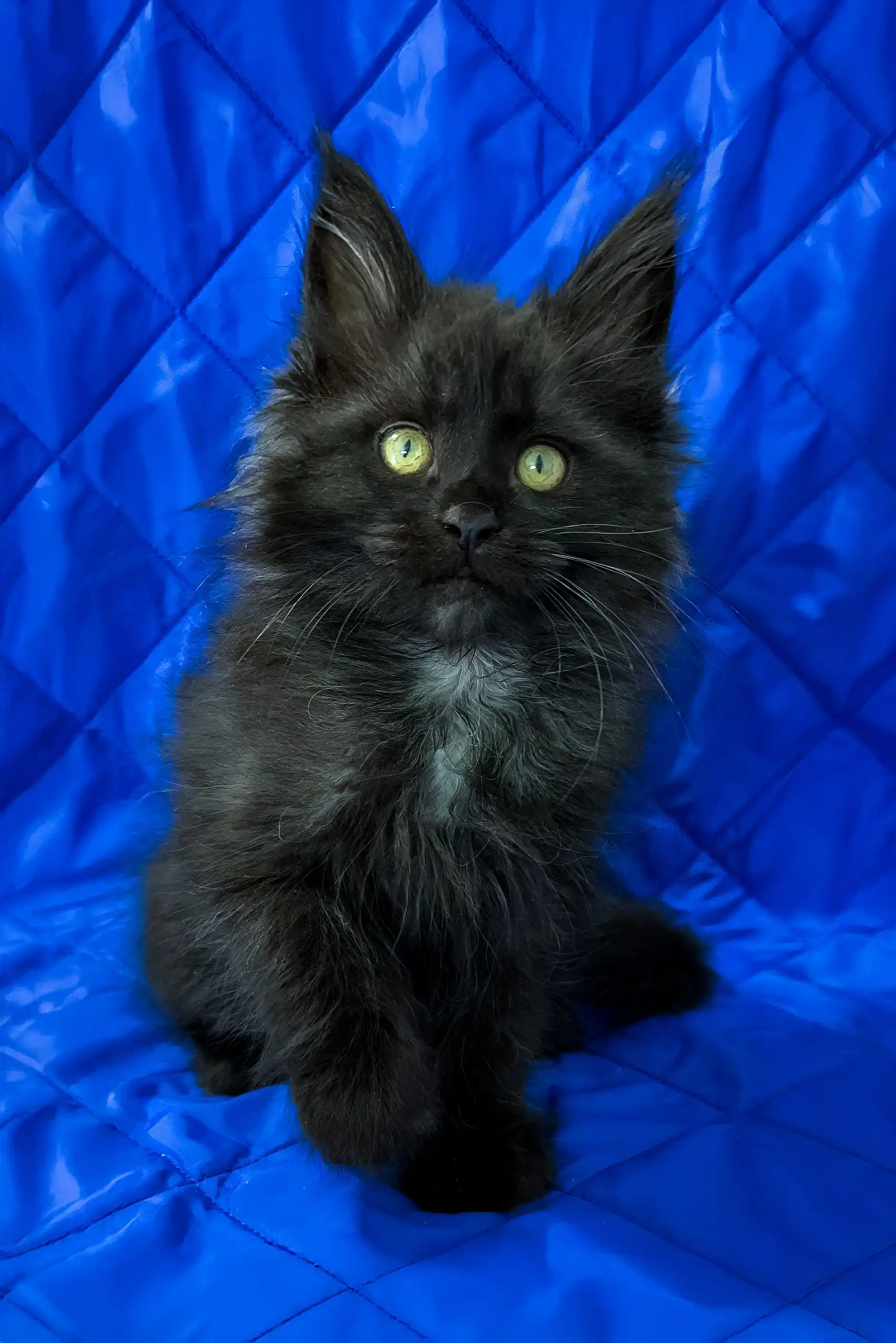 Pamela | Maine Coon Kitten - Image 2