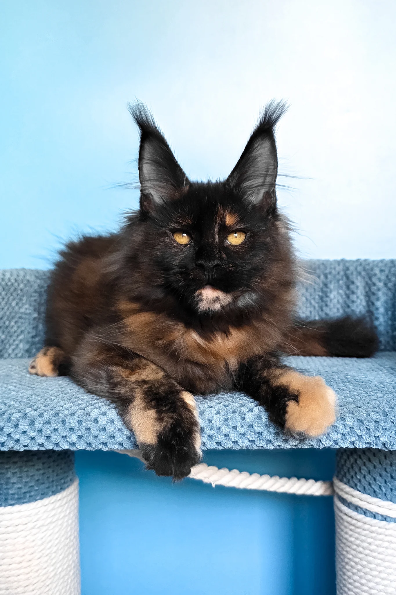 Panda | Maine Coon Kitten - Image 5