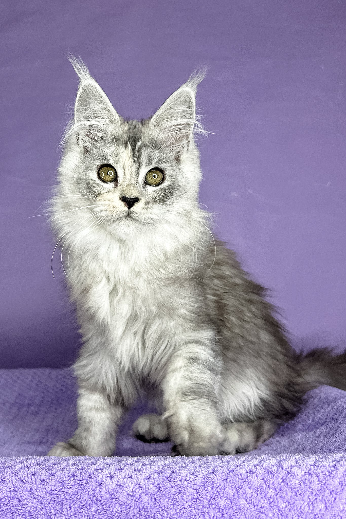 Pandora | Maine Coon Kitten - Image 3