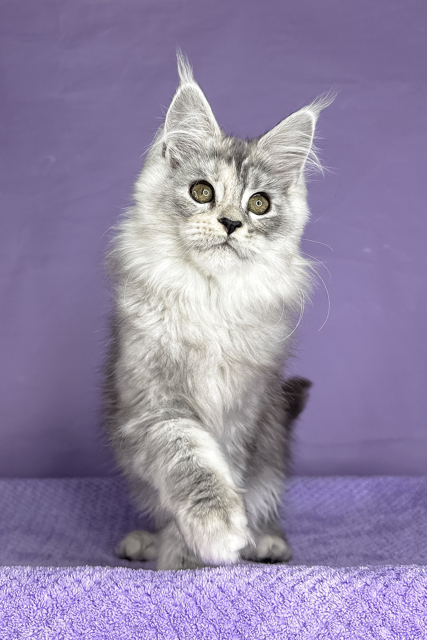 Pandora | Maine Coon Kitten - Image 4