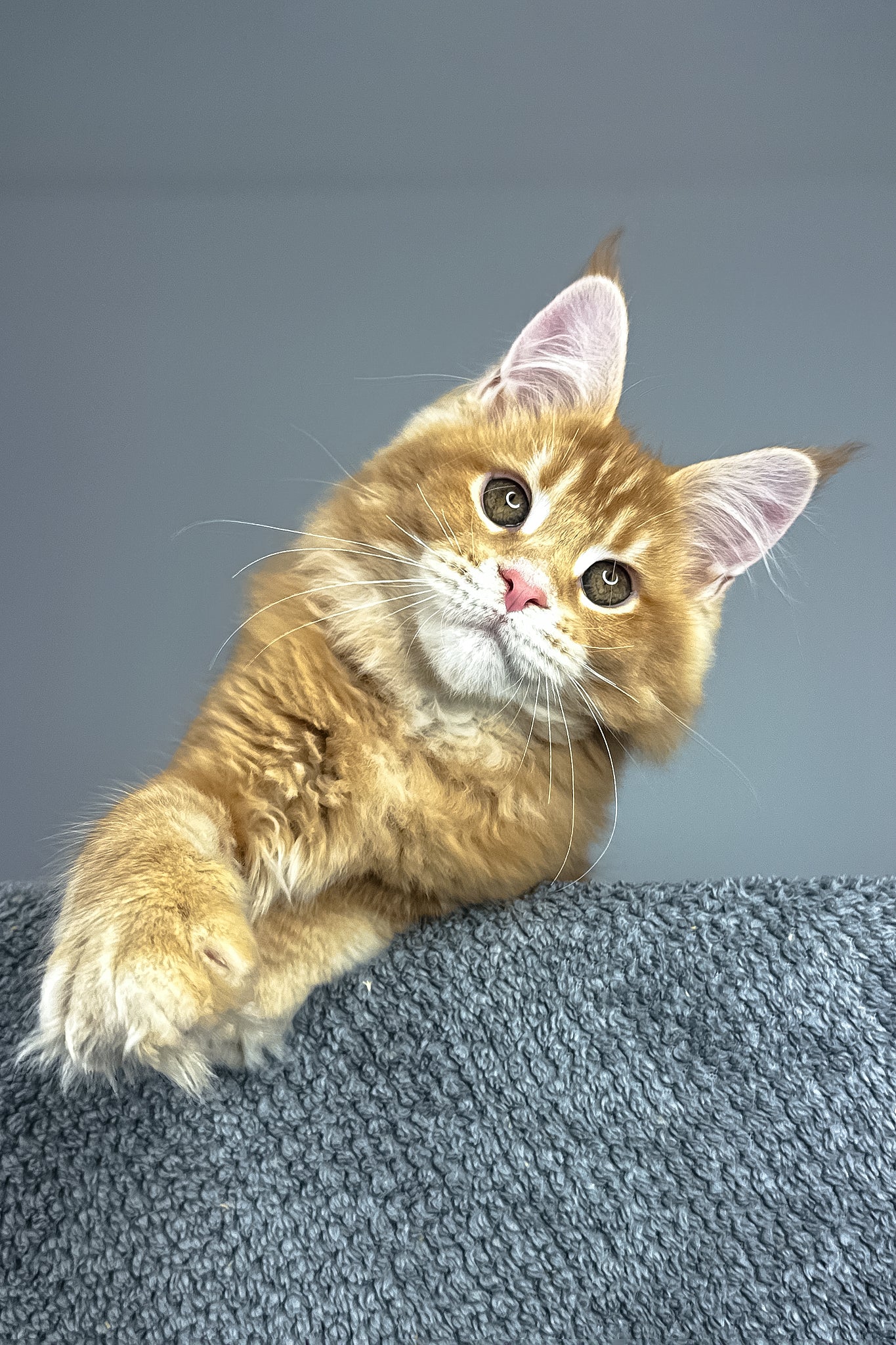 Paprica | Maine Coon Kitten - Image 4