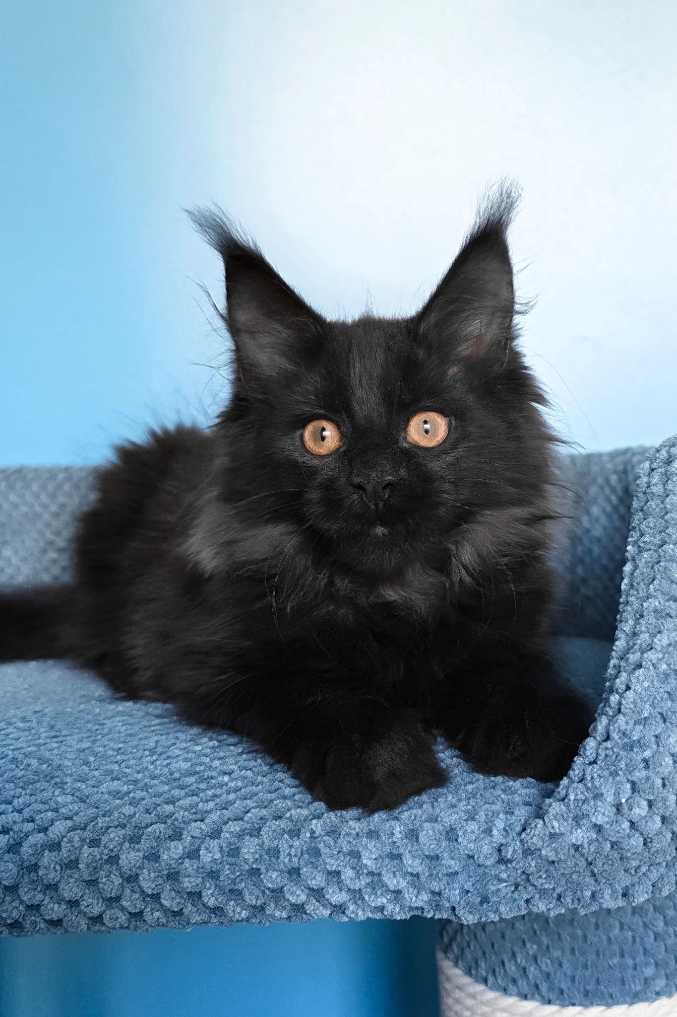 Parry | Maine Coon Kitten - Image 2