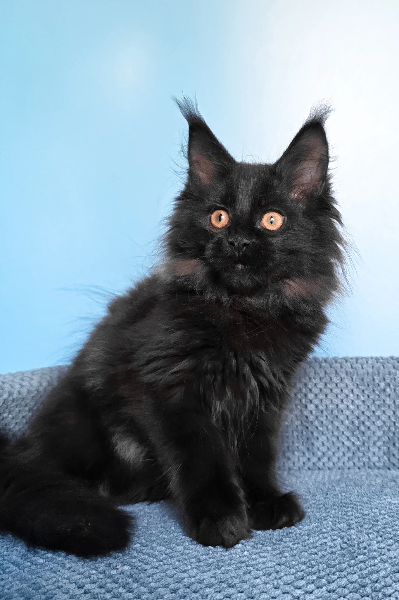 Parry | Maine Coon Kitten - Image 7