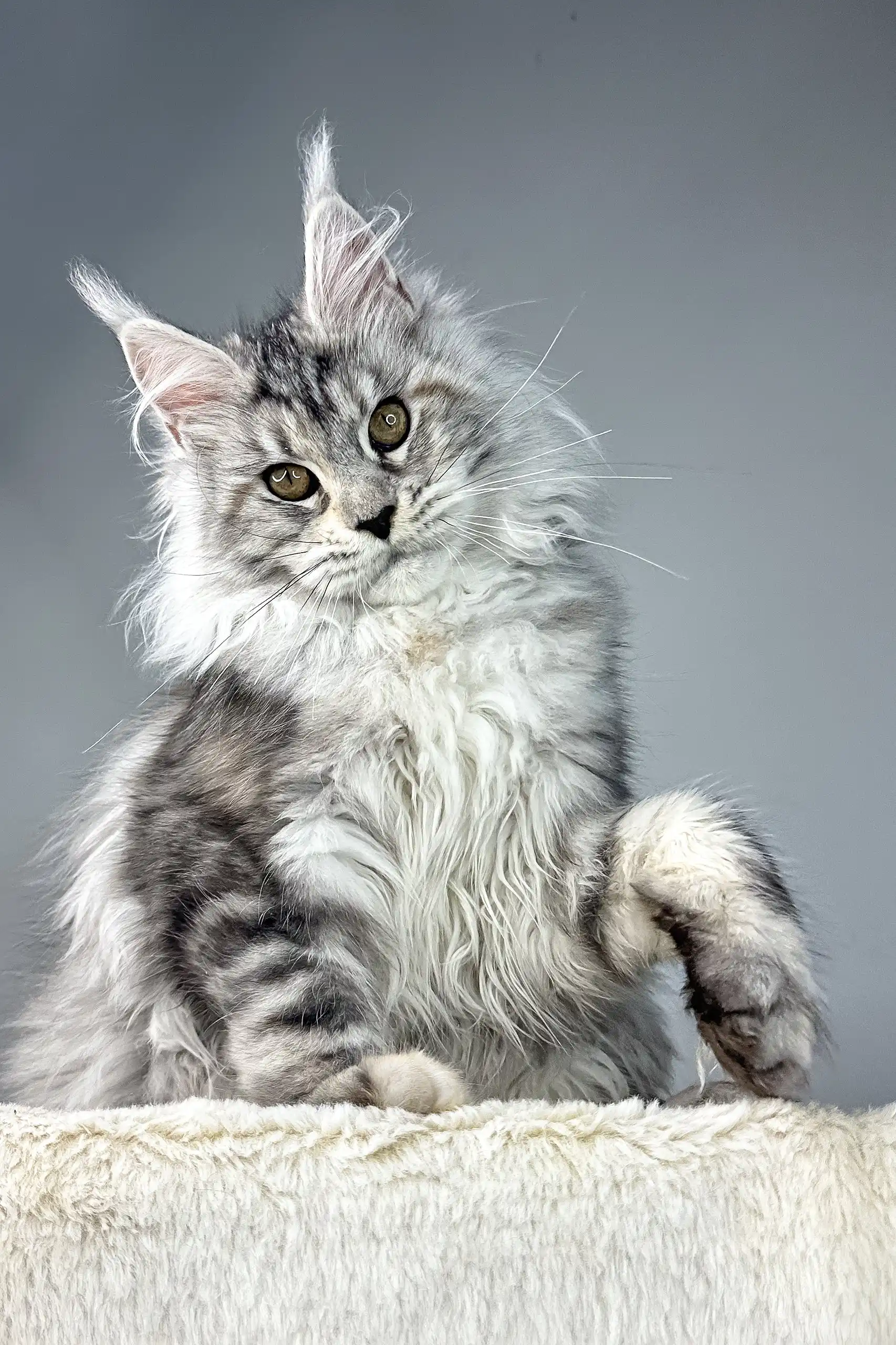 Pauline | Maine Coon Kitten - Image 10