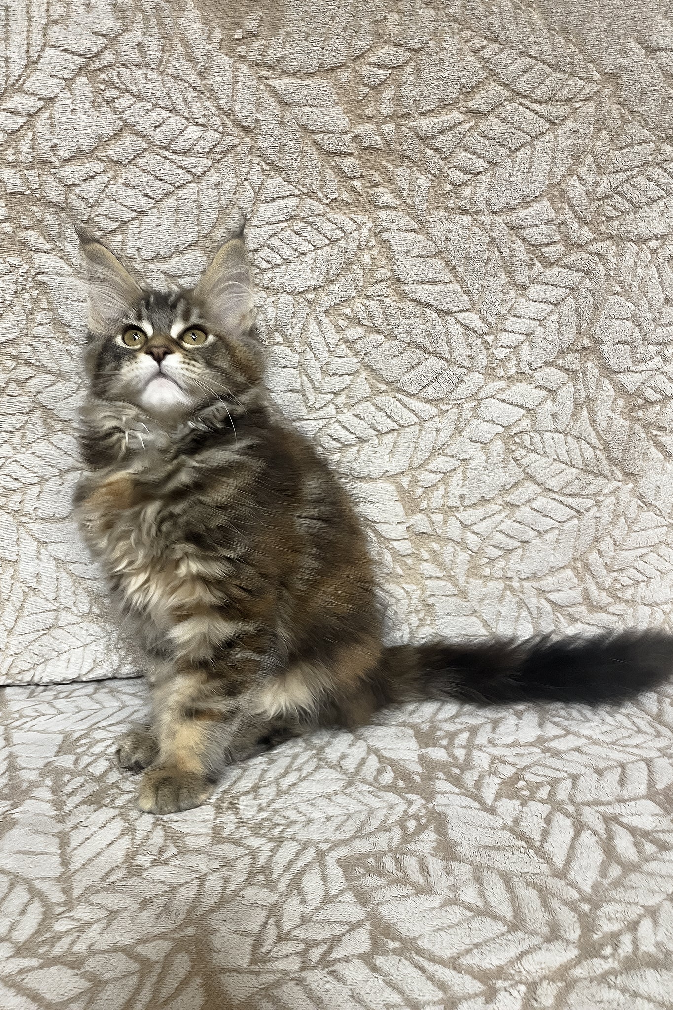 Peggy | Maine Coon Kitten - Image 6