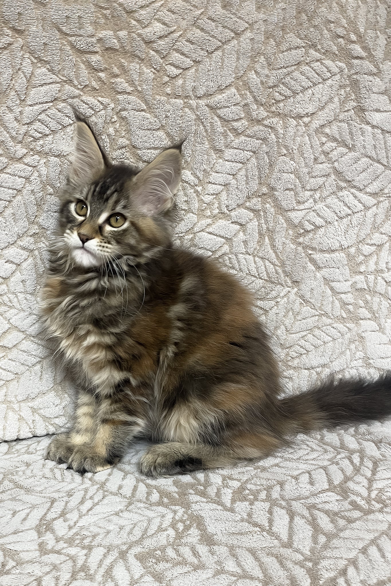Peggy | Maine Coon Kitten - Image 7