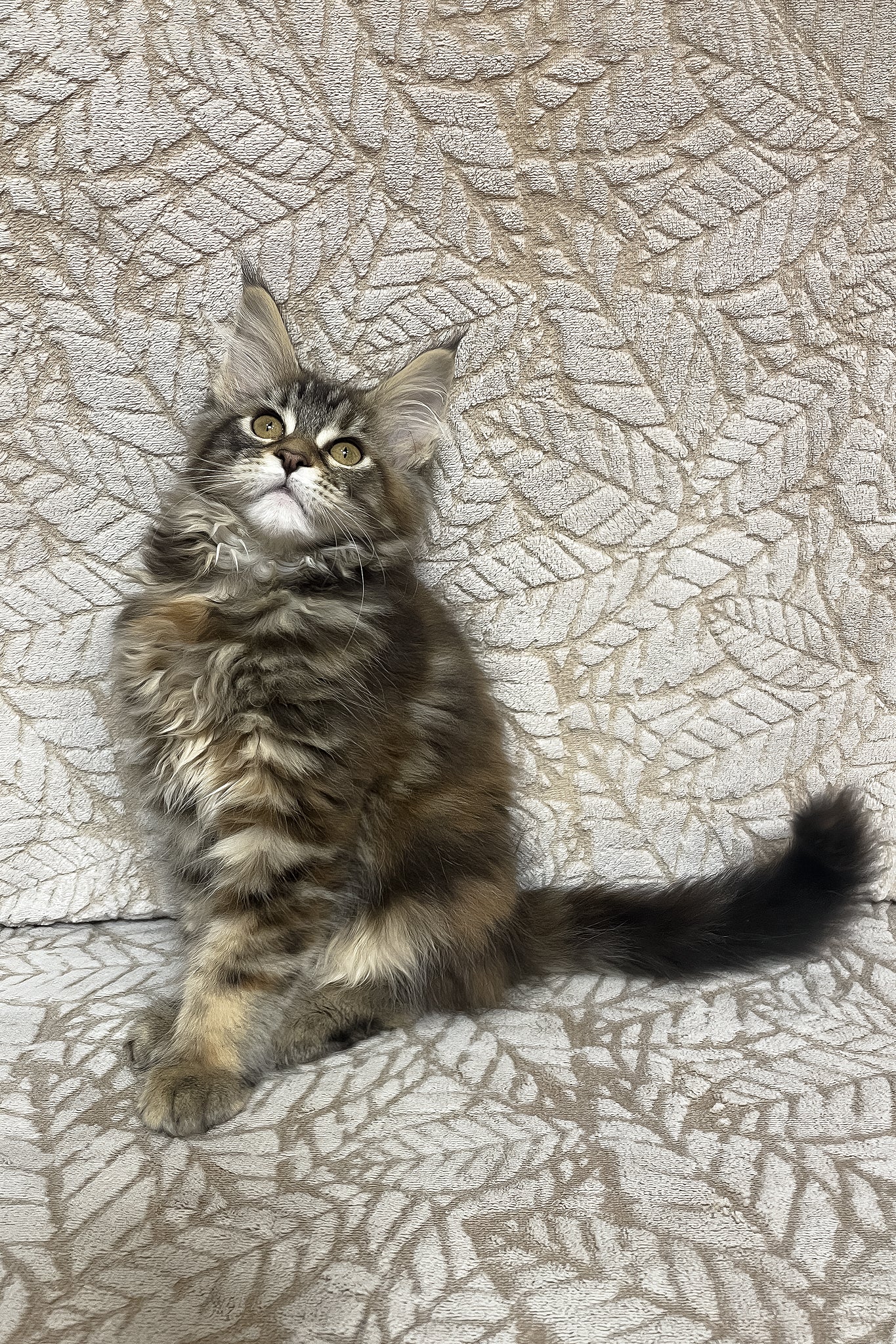 Peggy | Maine Coon Kitten - Image 8