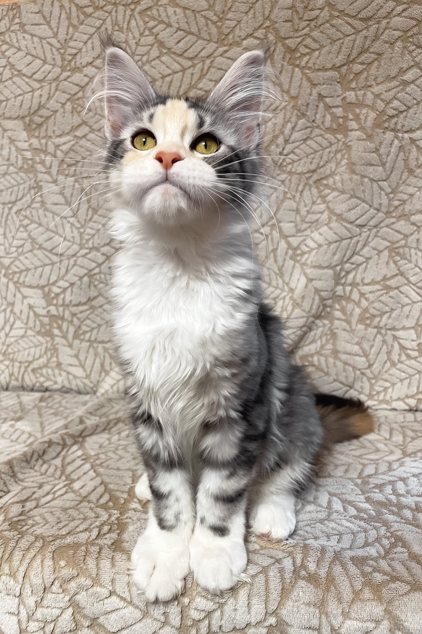 Piper | Maine Coon Kitten - Image 10