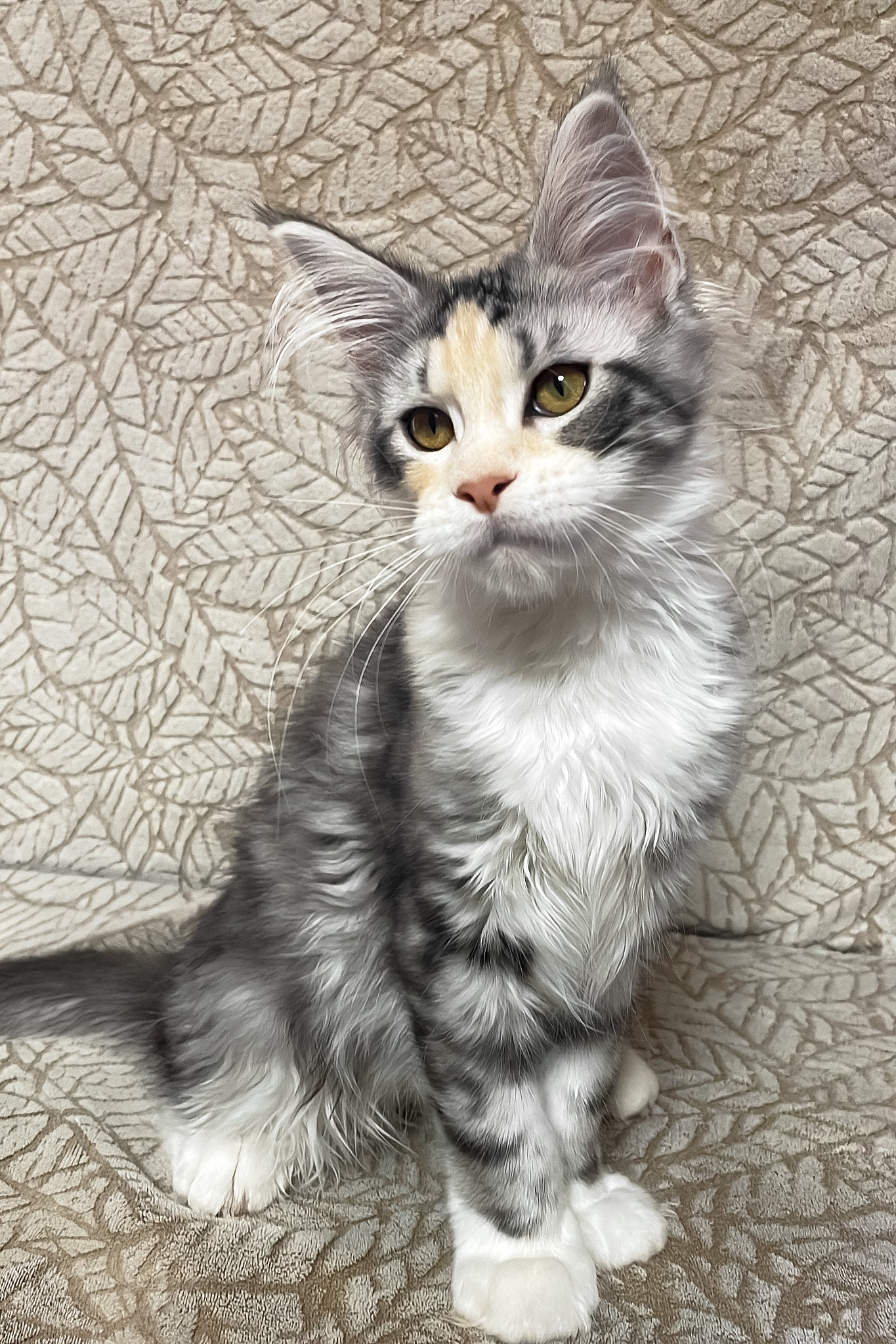 Piper | Maine Coon Kitten - Image 8