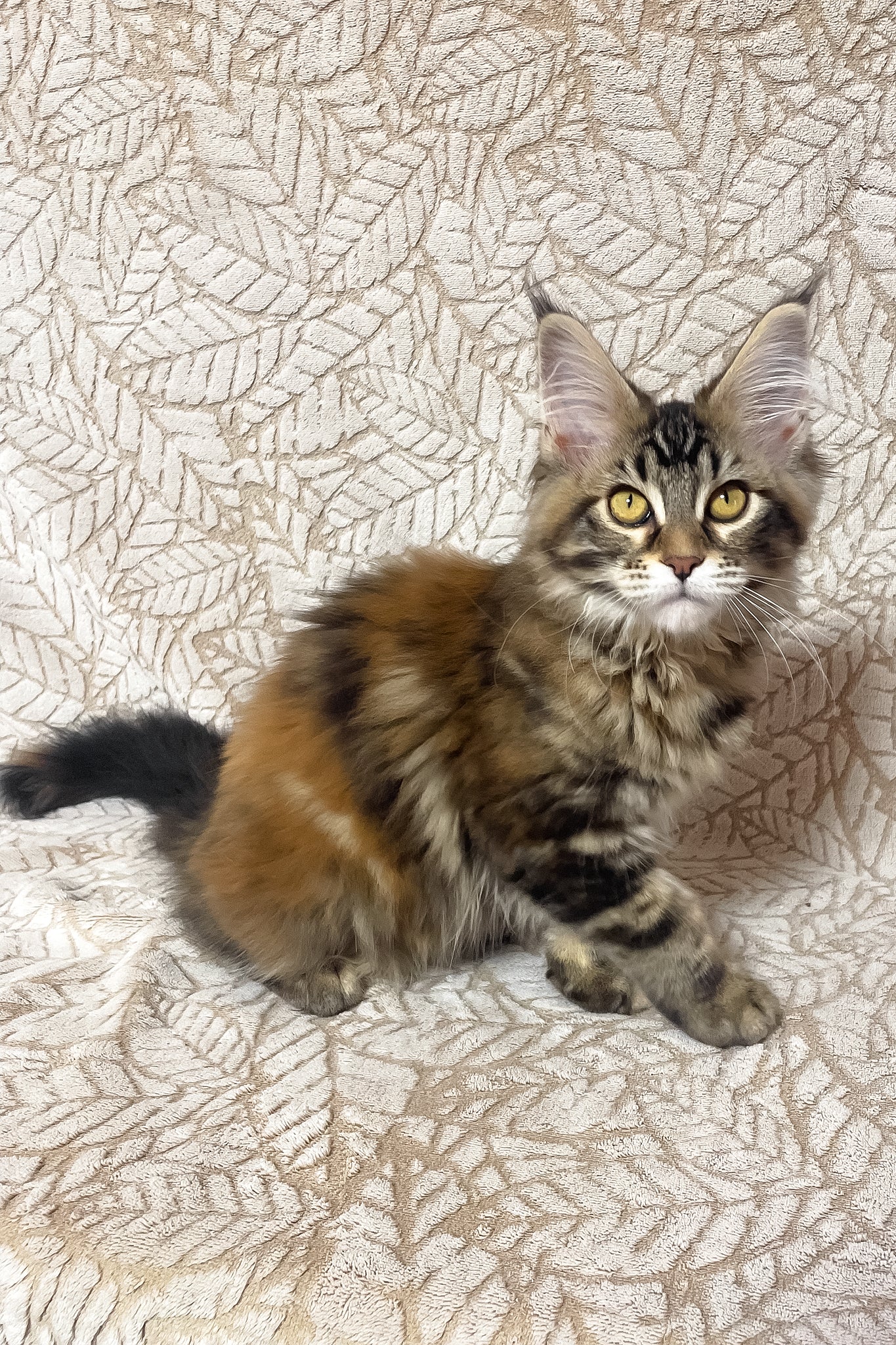 Polli | Maine Coon Kitten - Image 2