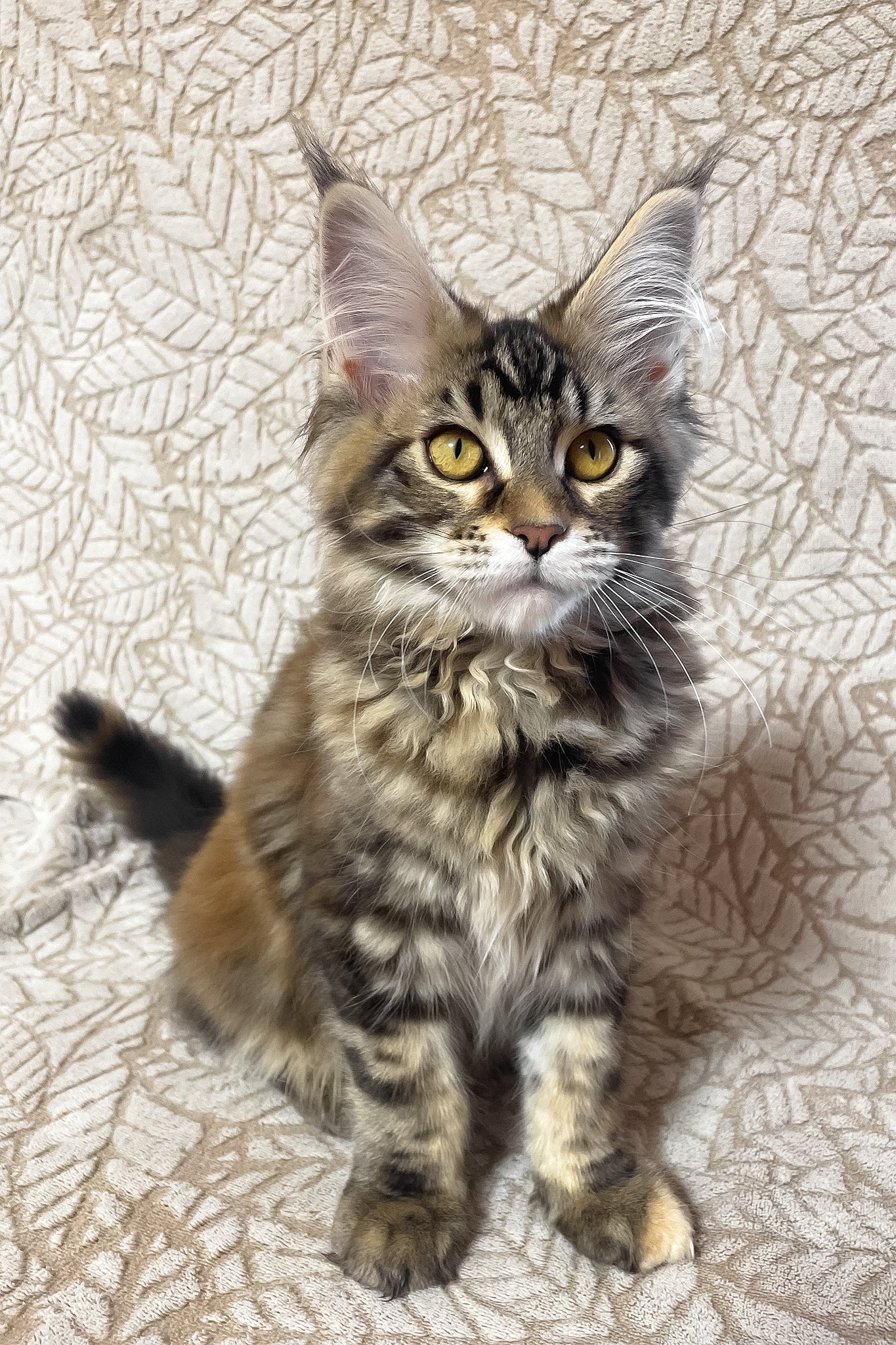 Polli | Maine Coon Kitten - Image 4