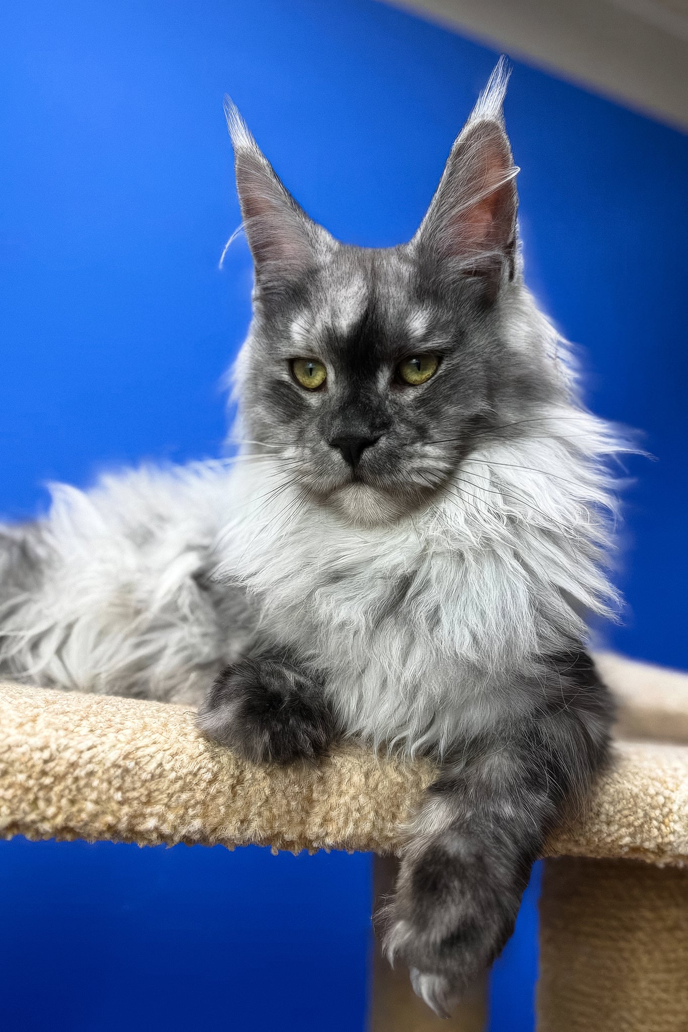 Polly | Maine Coon Kitten - Image 8