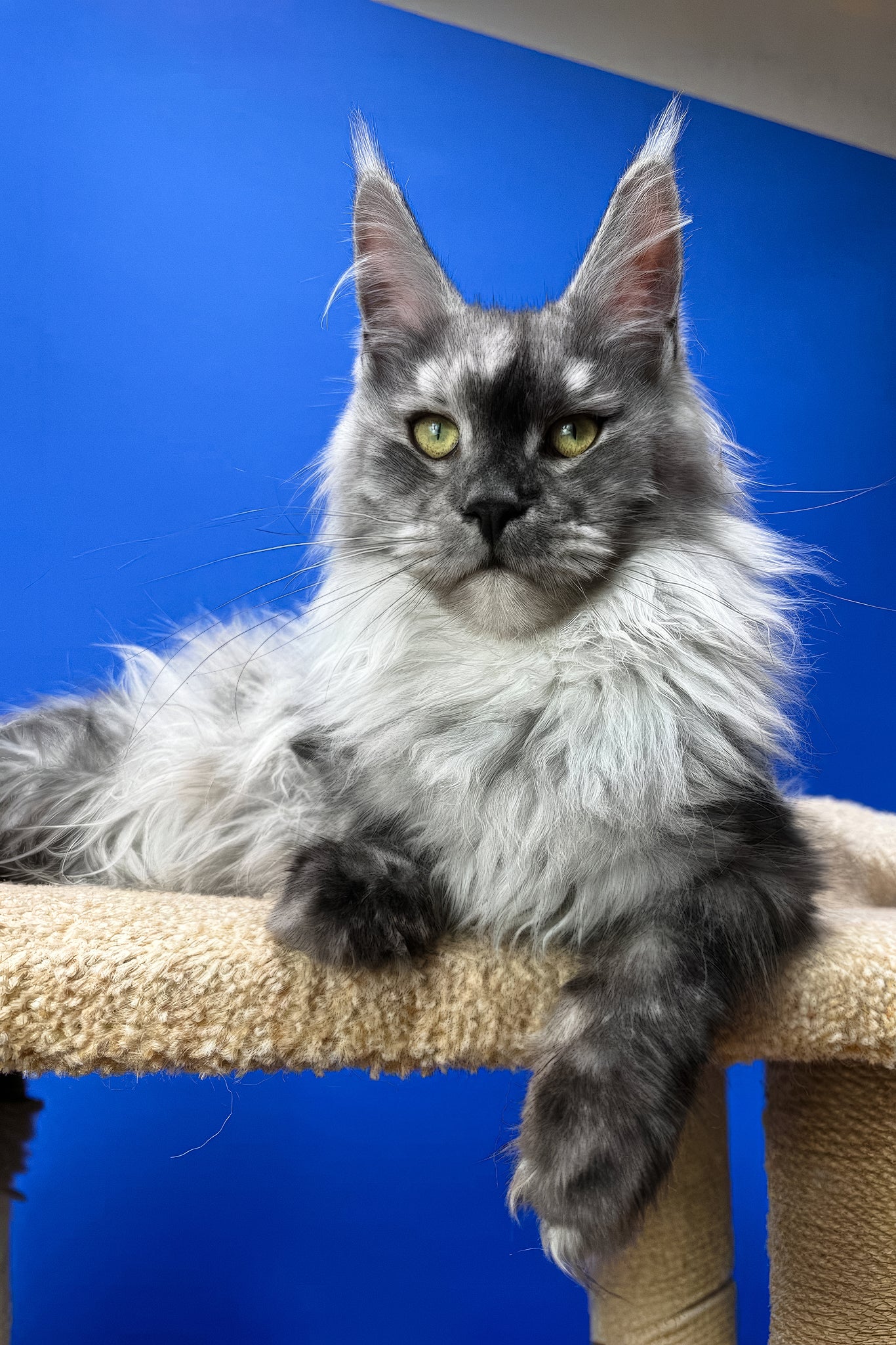 Polly | Maine Coon Kitten - Image 9