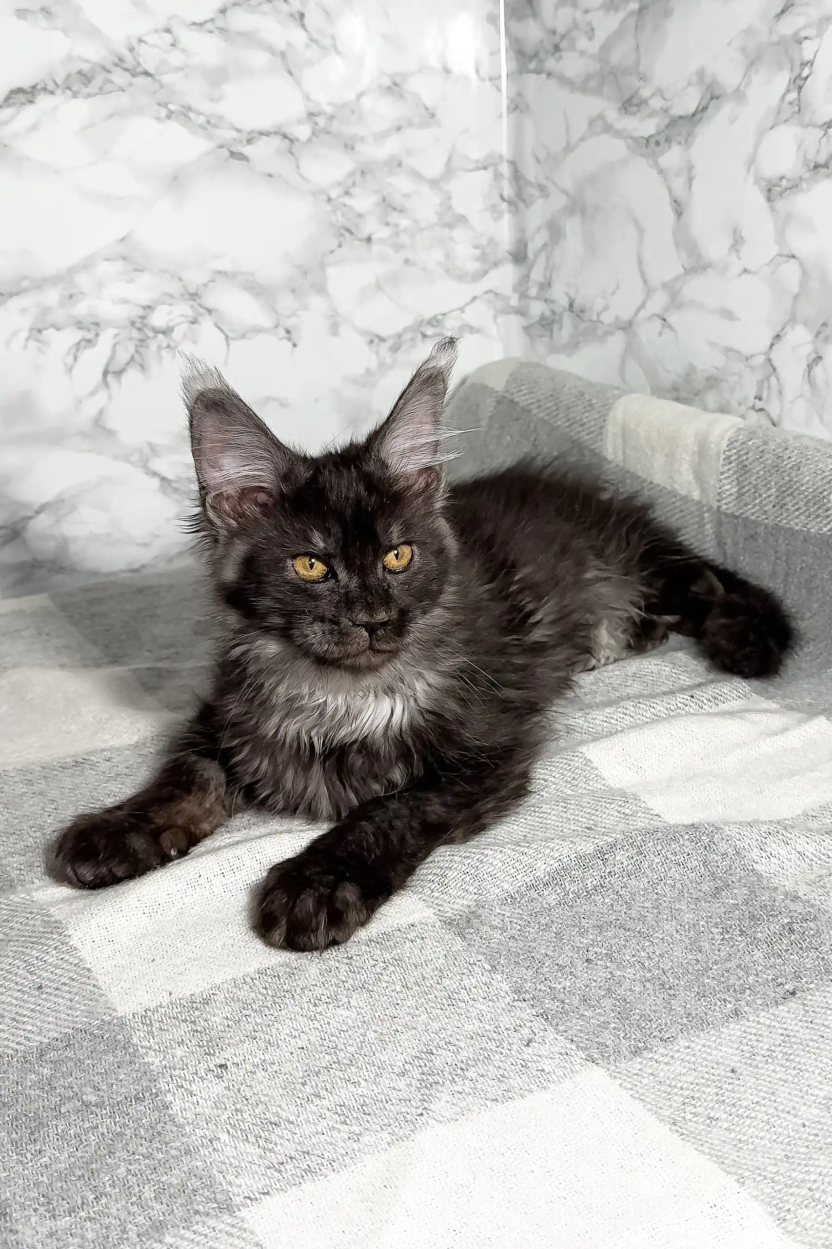 Premia | Maine Coon Kitten - Image 5