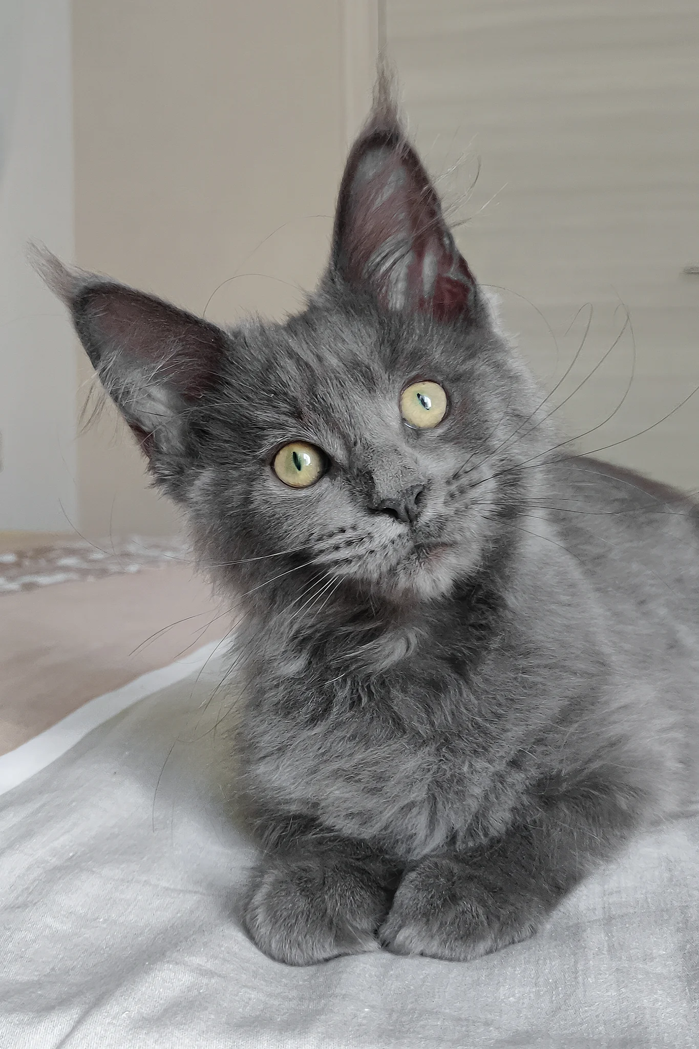 Princess | Maine Coon Kitten - Image 7