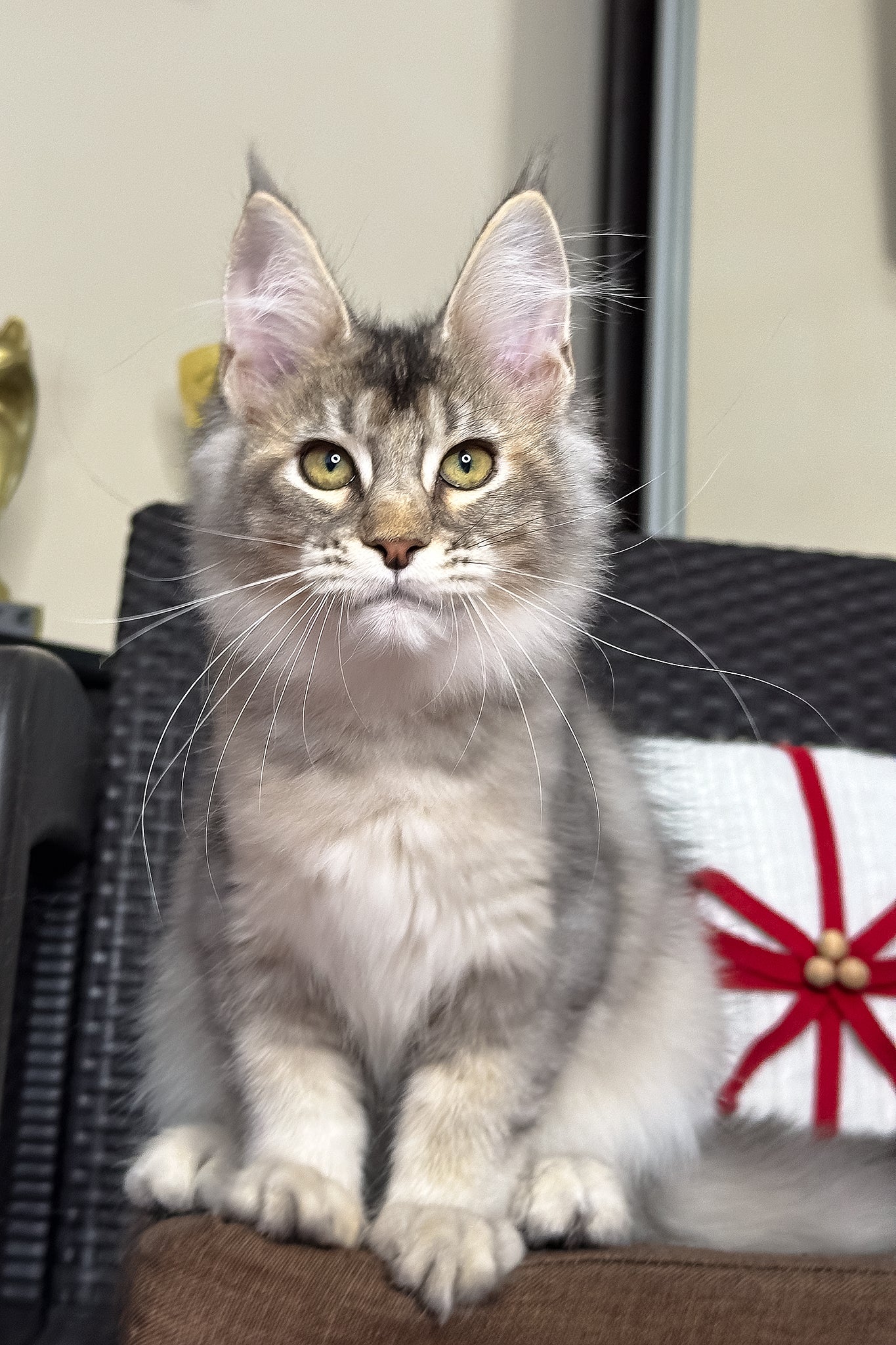Queen | Maine Coon Kitten - Image 2