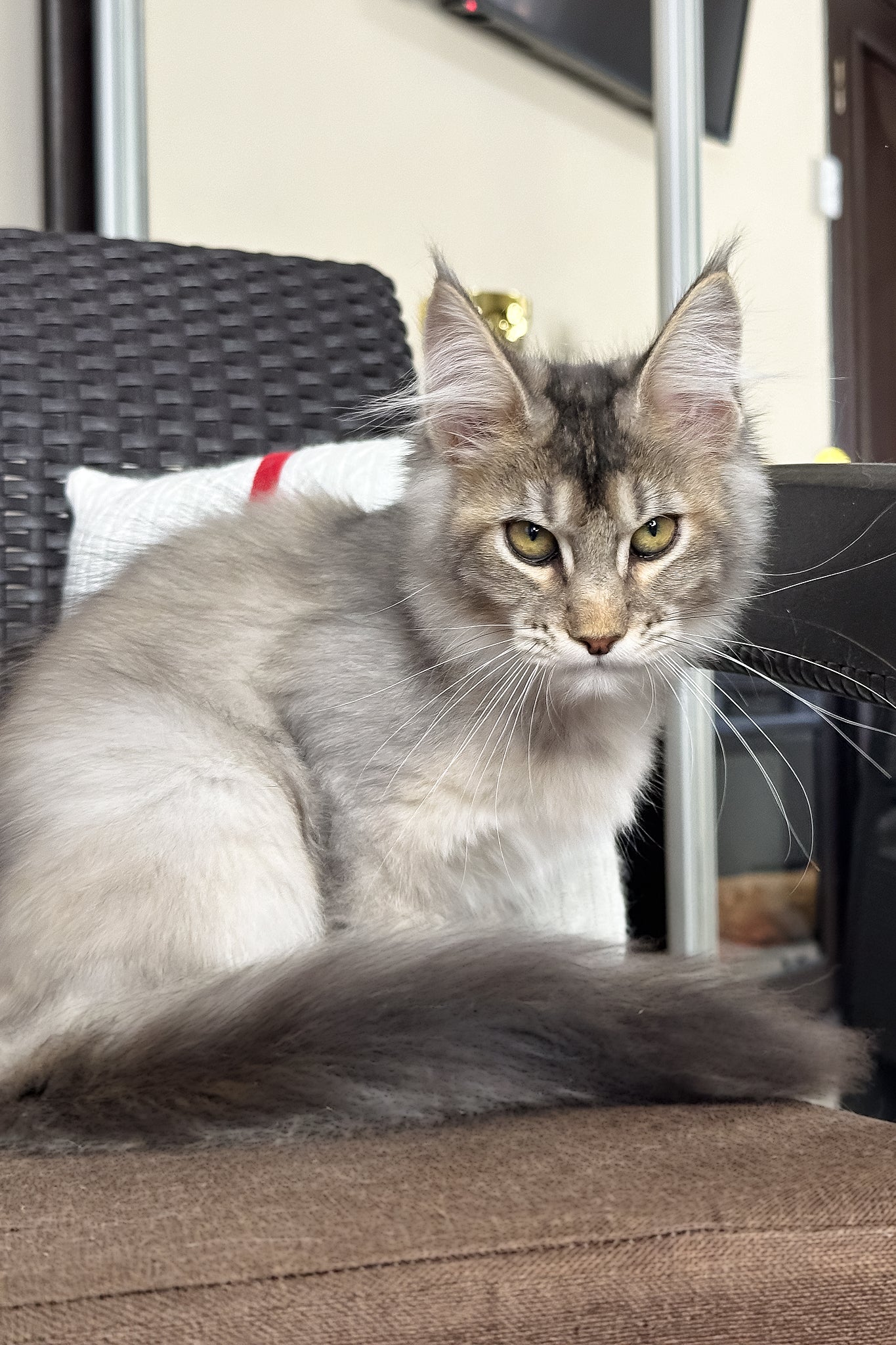 Queen | Maine Coon Kitten - Image 3