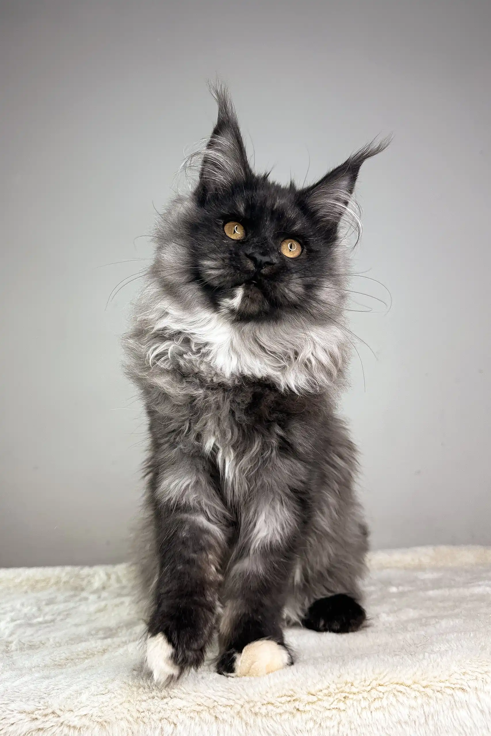 Queen of Hearts | Maine Coon Kitten - Image 2