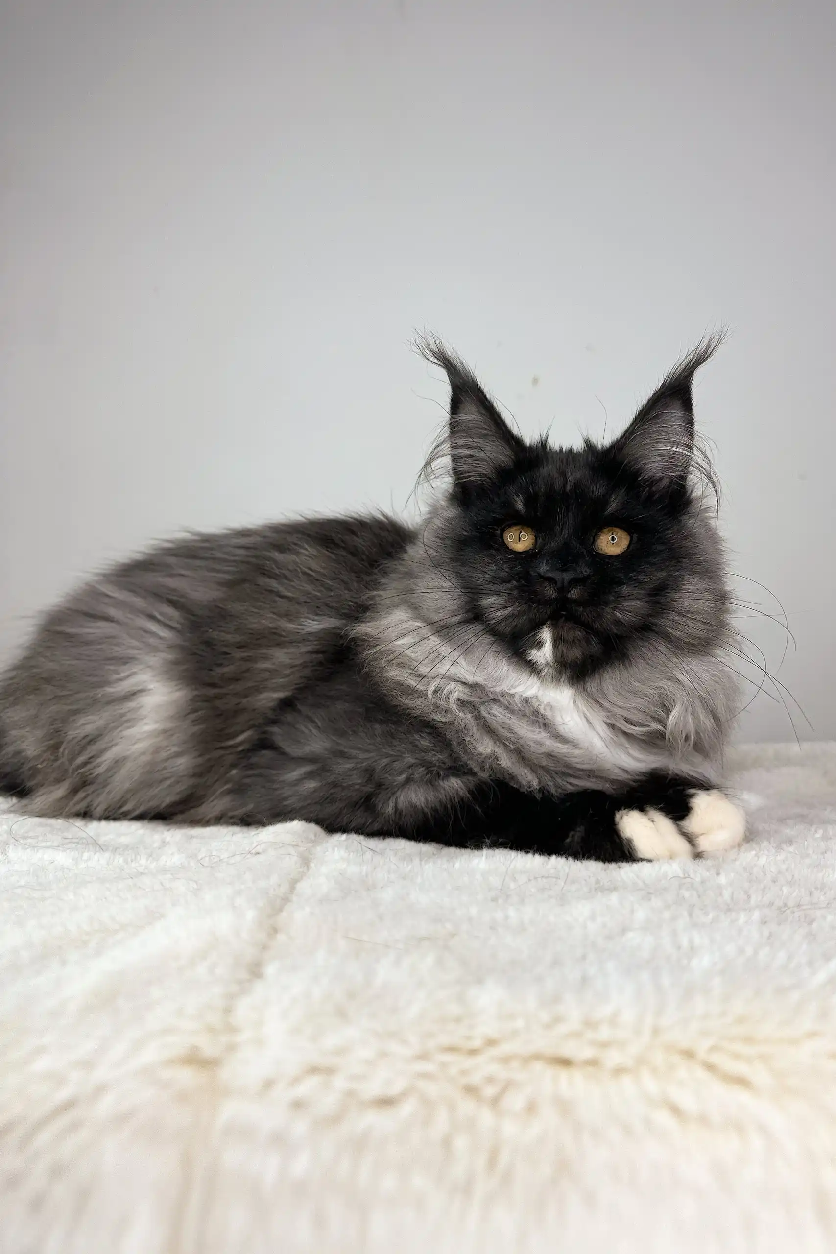 Queen of Hearts | Maine Coon Kitten - Image 7