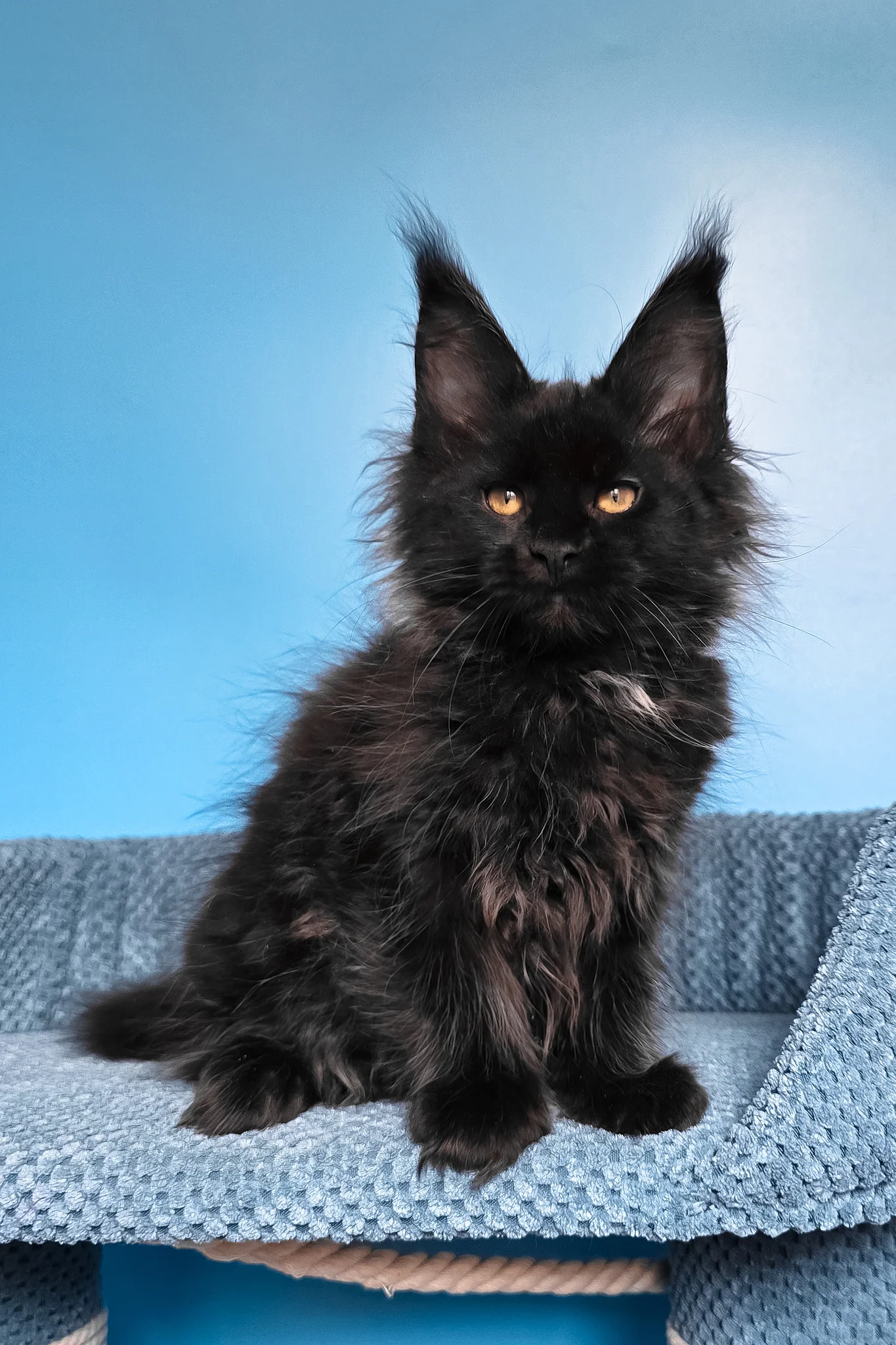 Rafaela | Maine Coon Kitten - Image 6