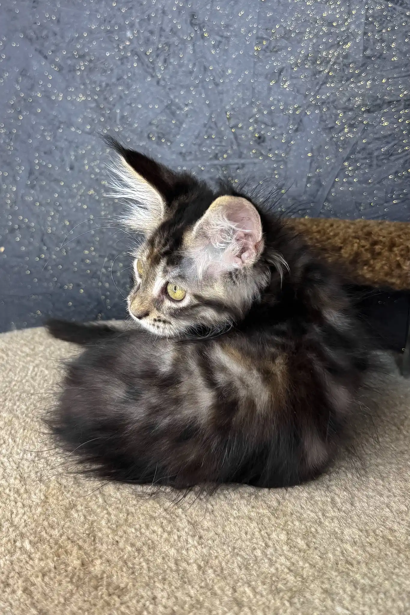 Raila | Maine Coon Kitten - Image 5
