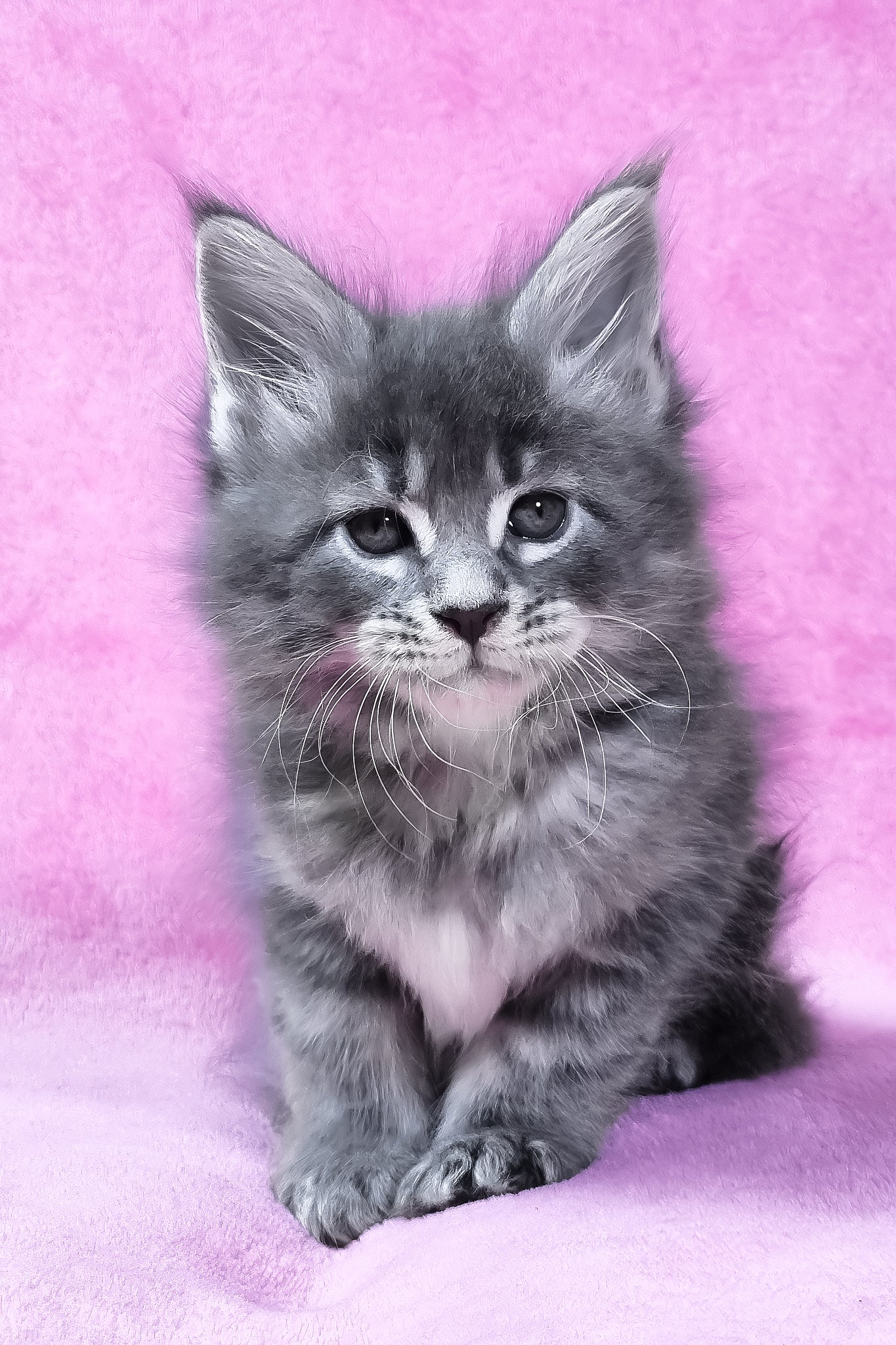 Rain | Maine Coon Kitten - Image 3