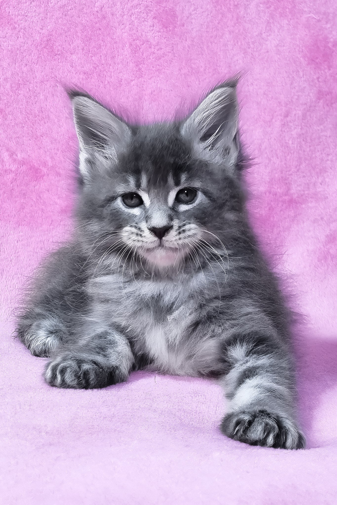 Rain | Maine Coon Kitten - Image 4