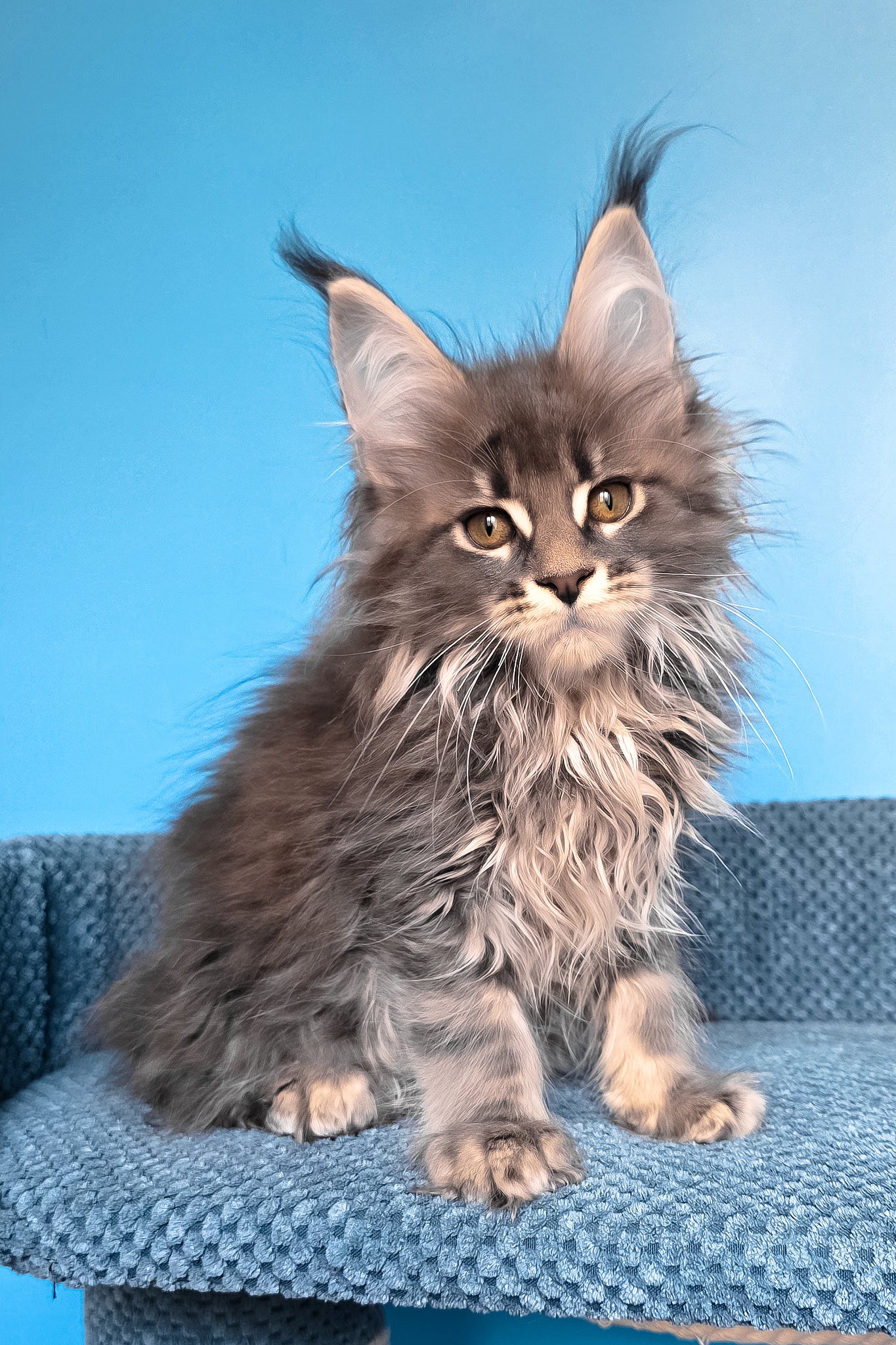 Rais | Maine Coon Kitten - Image 4