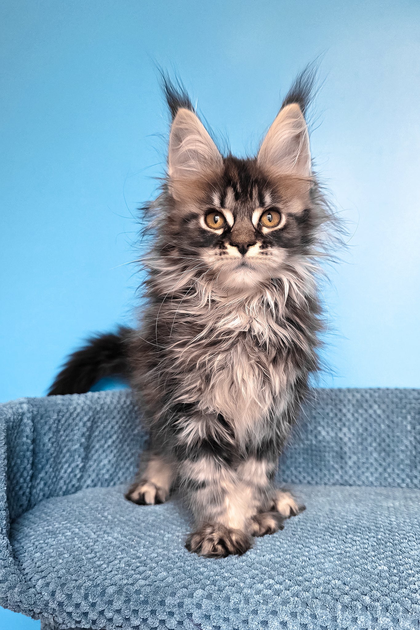 Ramira | Maine Coon Kitten - Image 4