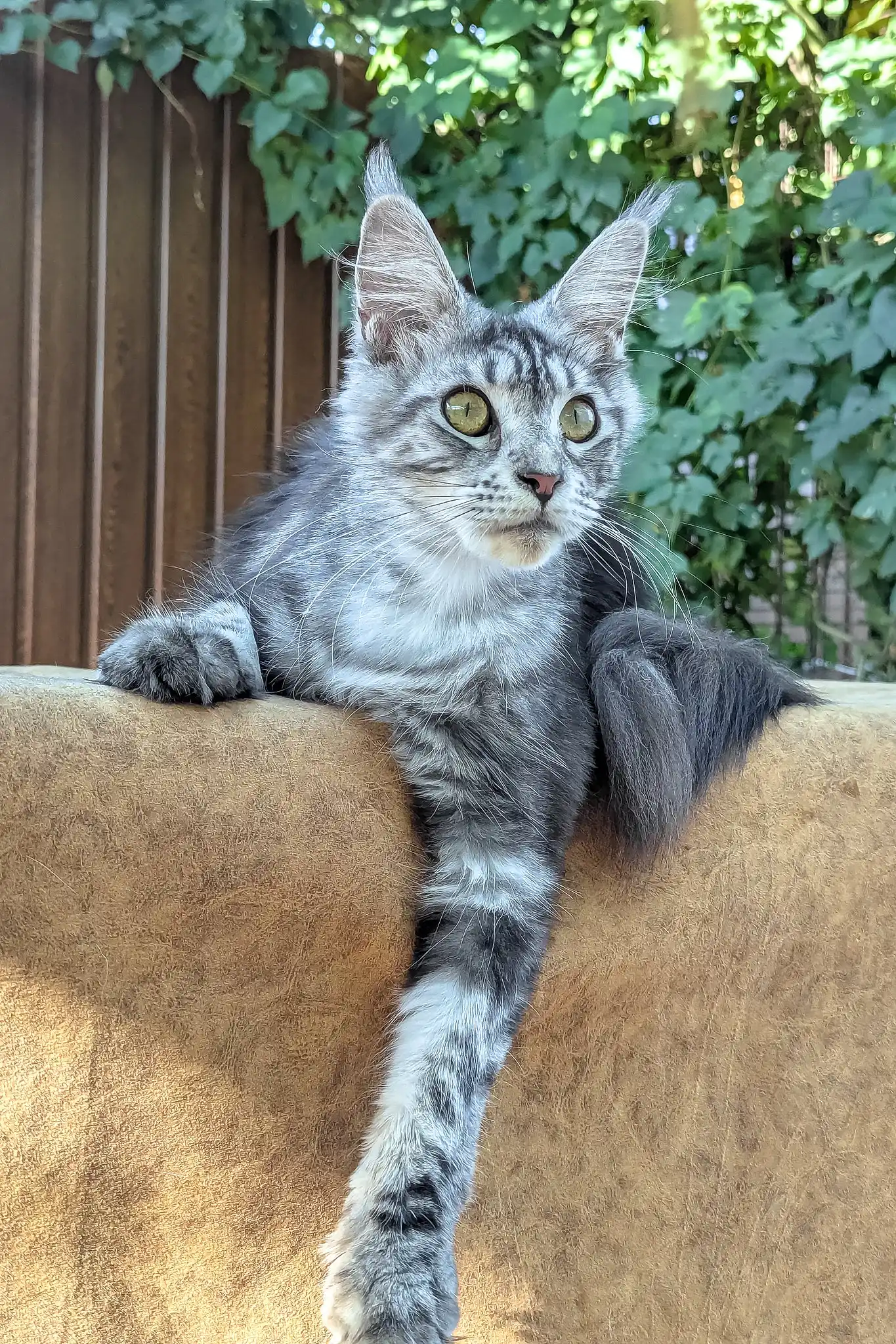 Rasika | Maine Coon Kitten - Image 2