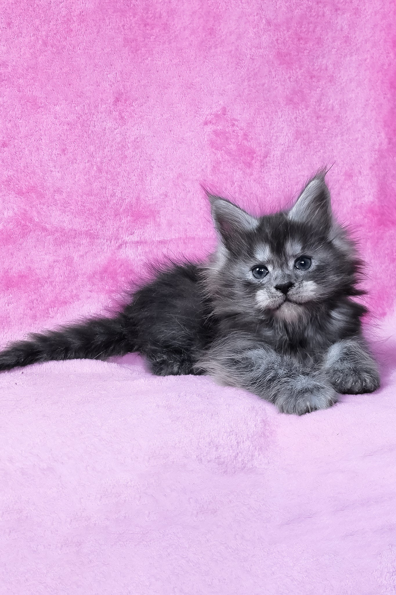 Raven | Maine Coon Kitten - Image 7