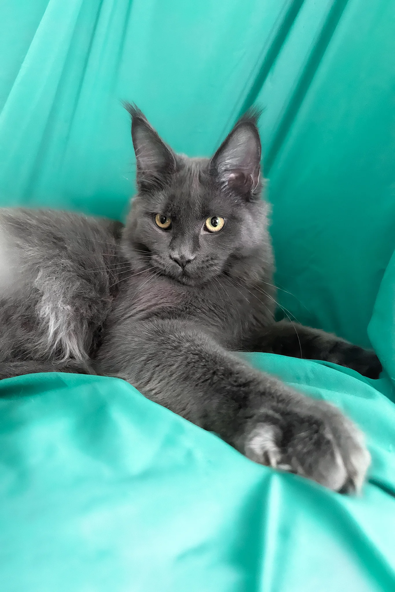 Rayanna | Maine Coon Kitten - Image 3
