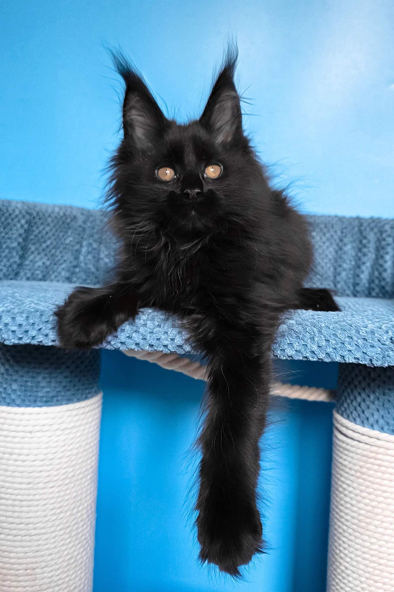 Regina | Maine Coon Kitten - Image 10