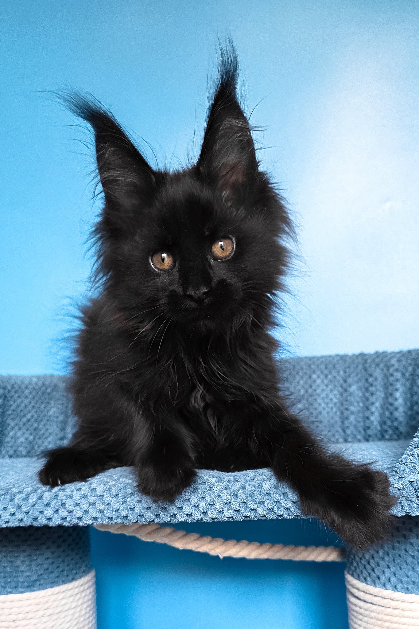 Regina | Maine Coon Kitten - Image 2