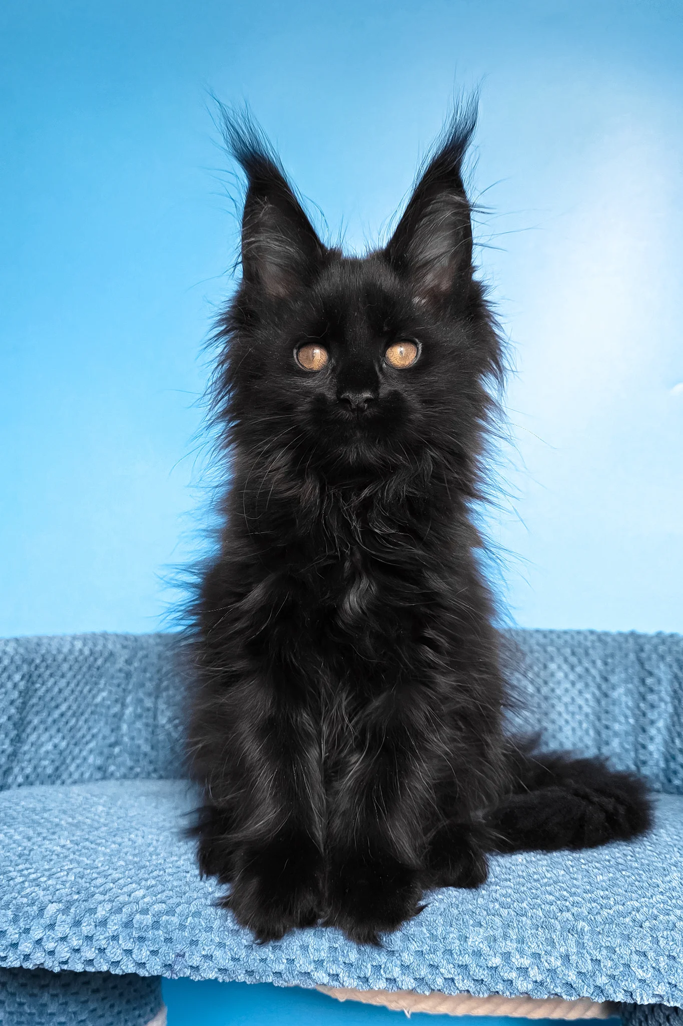 Regina | Maine Coon Kitten - Image 7