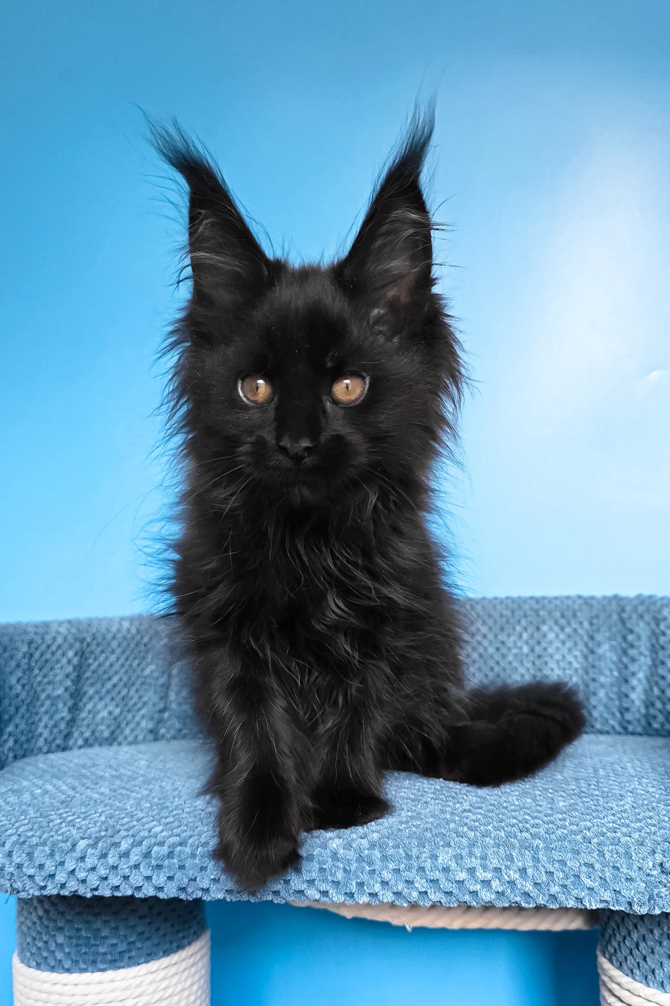 Regina | Maine Coon Kitten - Image 8