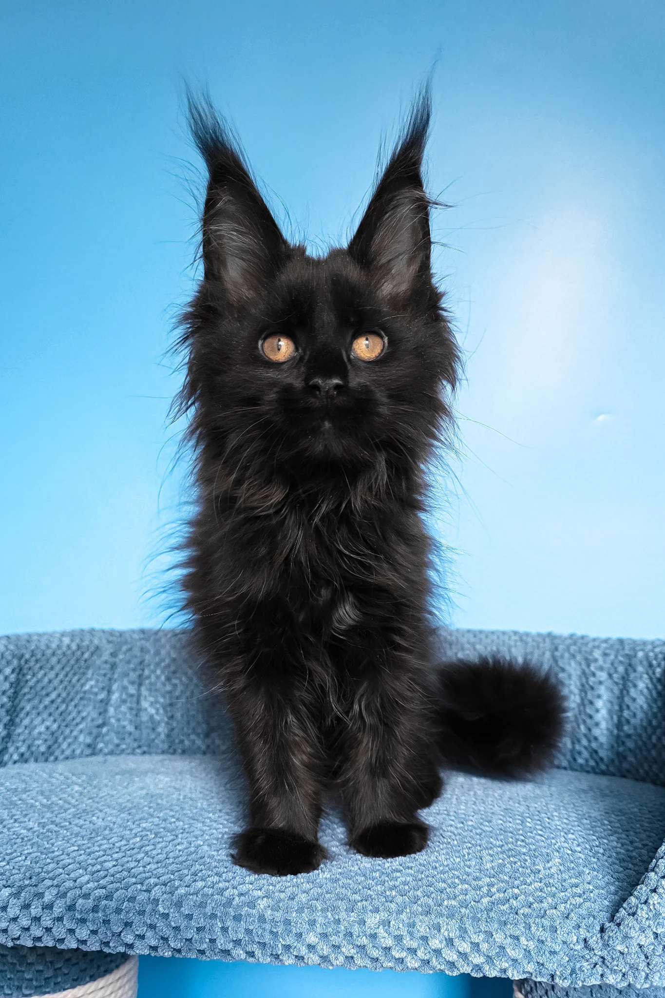 Regina | Maine Coon Kitten - Image 9