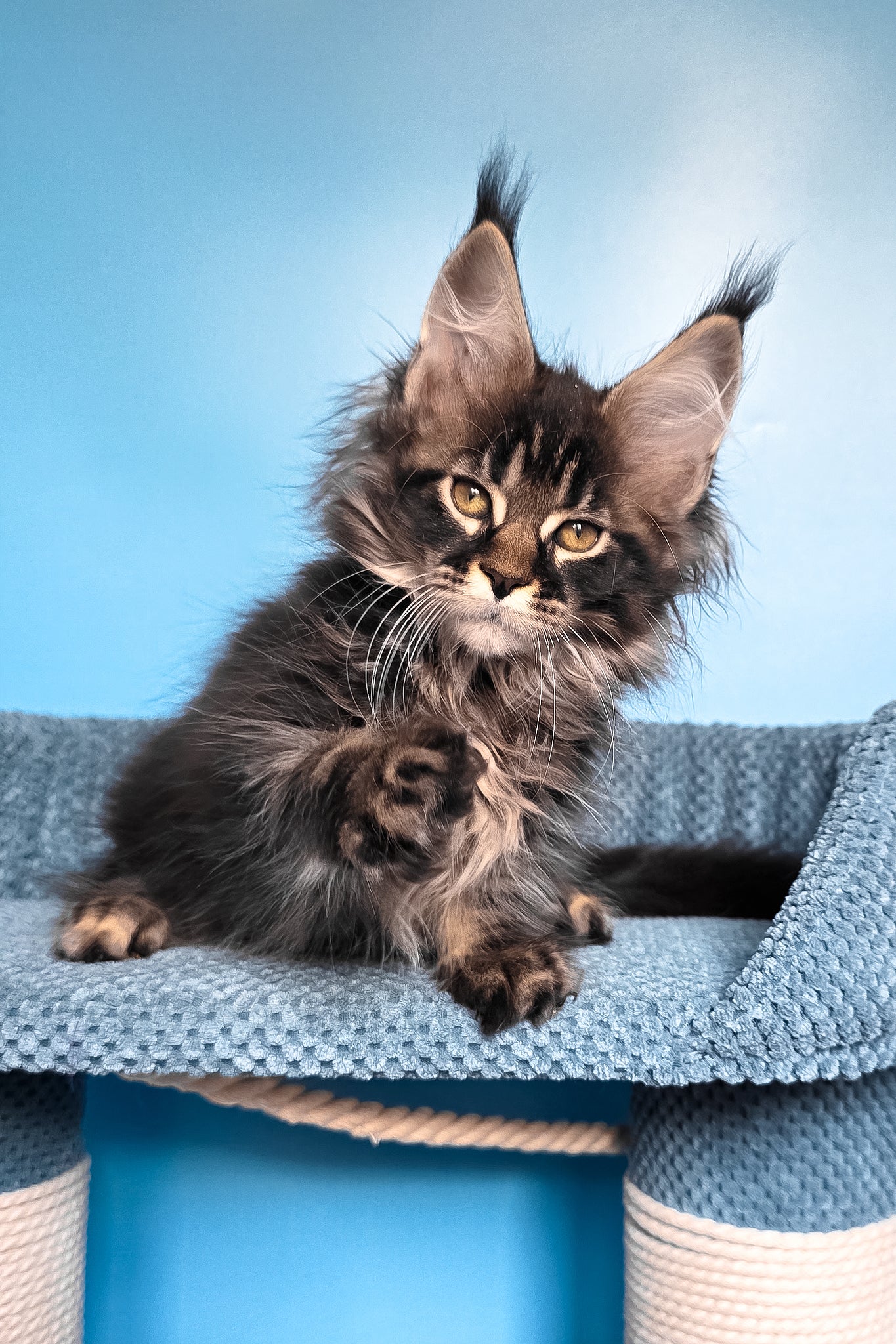 Rema | Maine Coon Kitten - Image 6