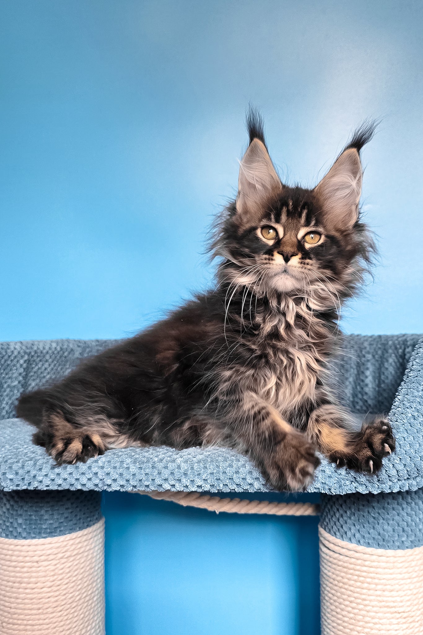 Rema | Maine Coon Kitten - Image 7