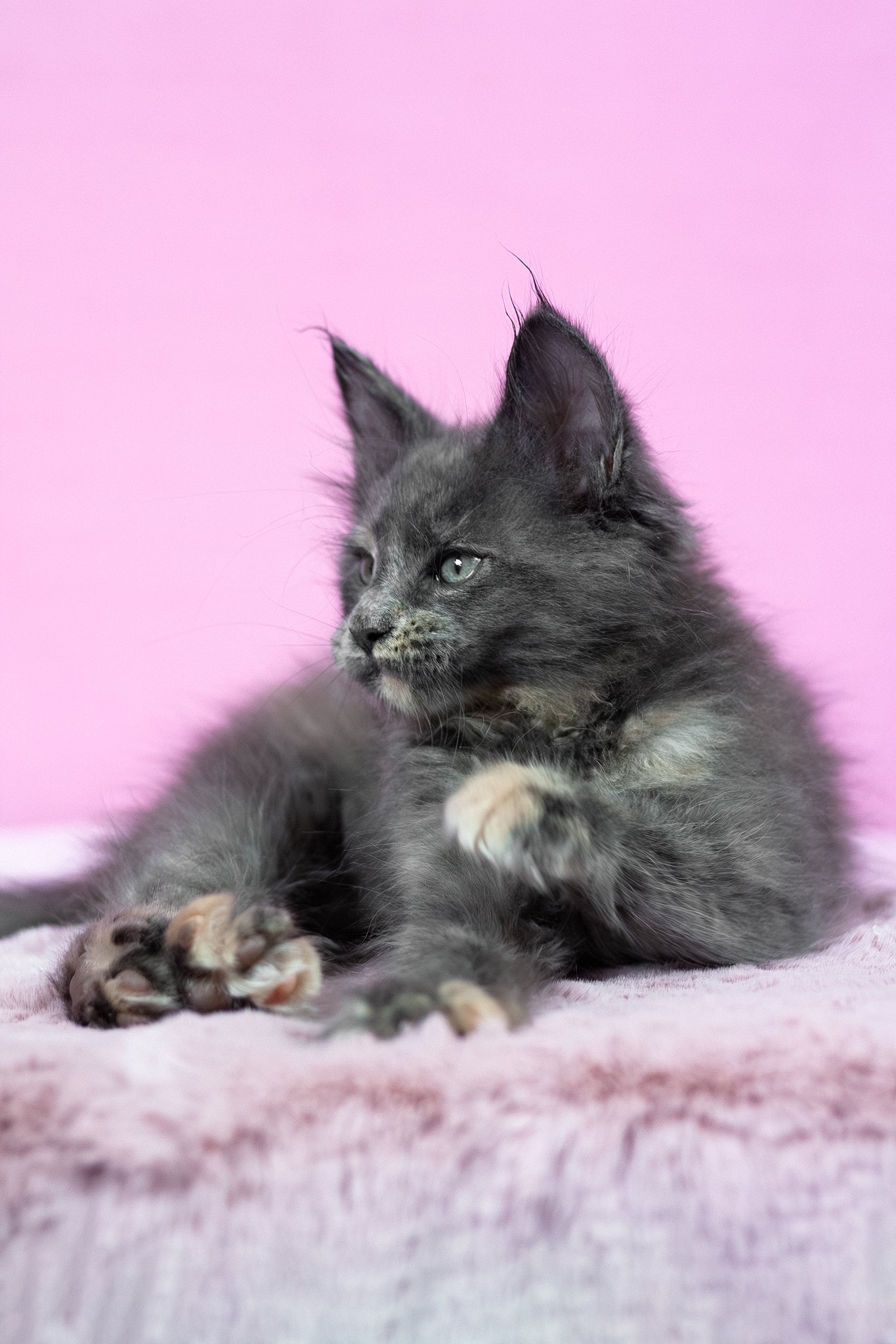 Riddle | Maine Coon Kitten - Image 8