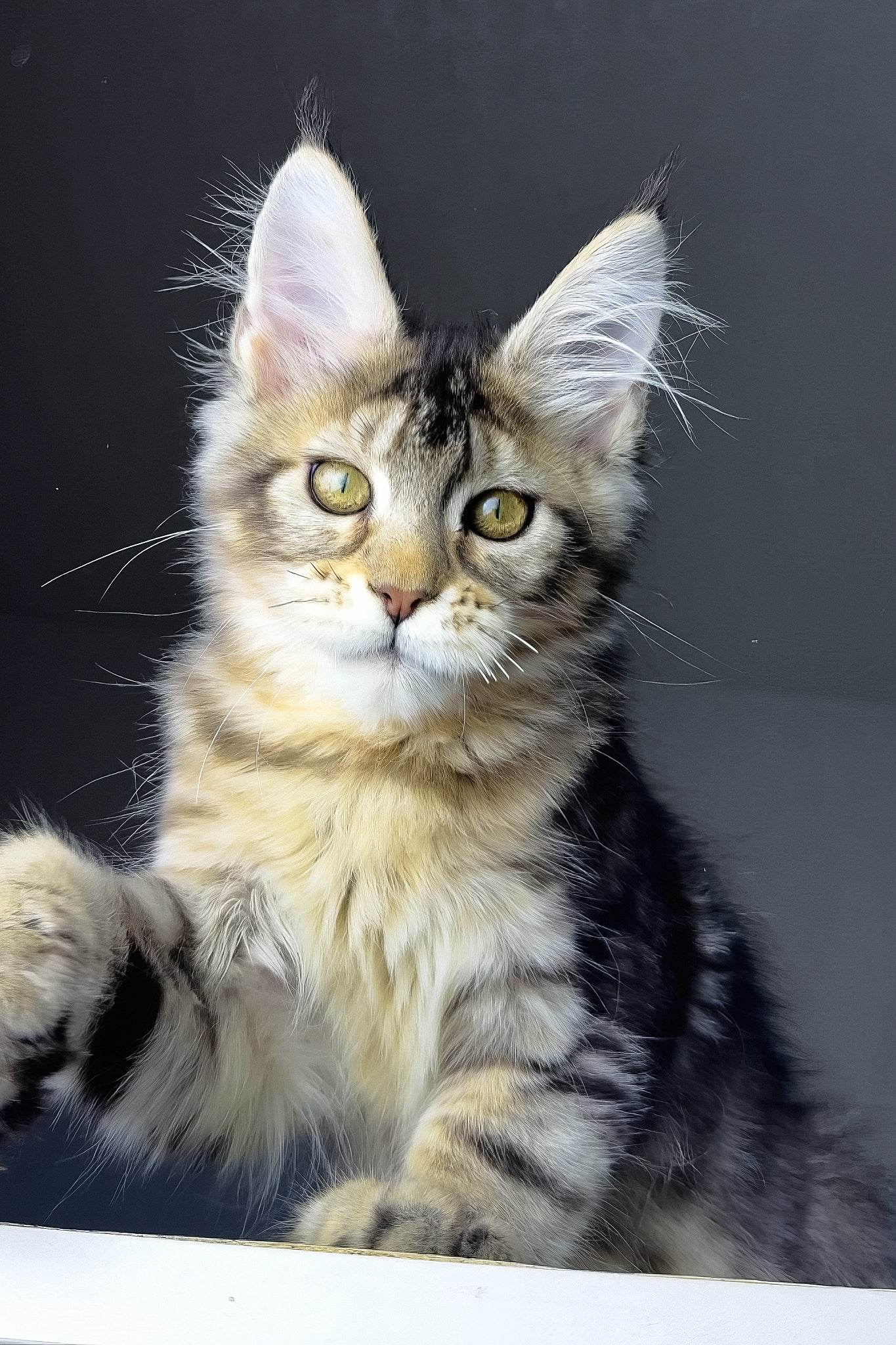 Rochelle | Golden Maine Coon Kitten - Image 2