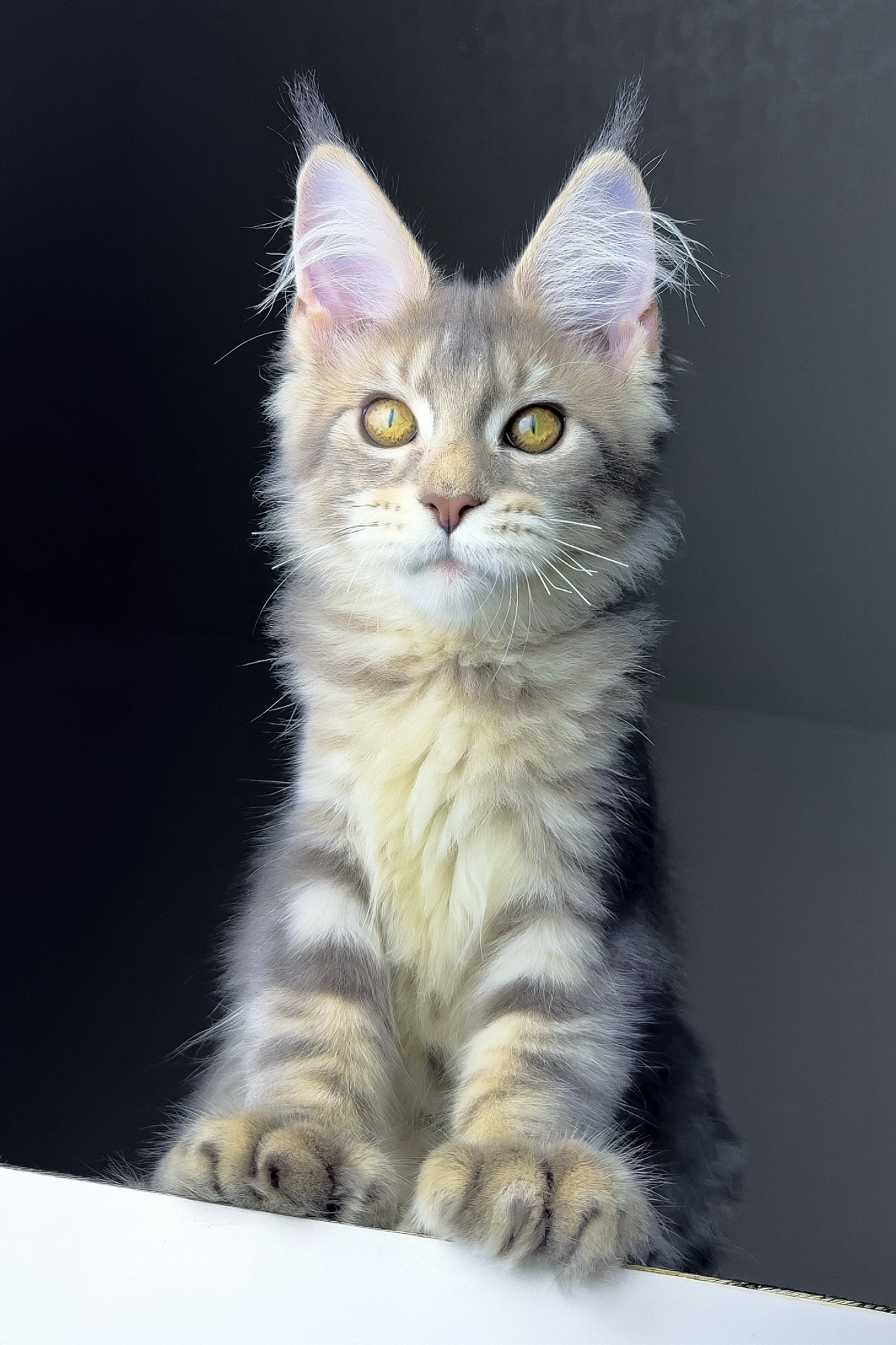 Rosie | Polydactyl Golden Maine Coon Kitten - Image 12