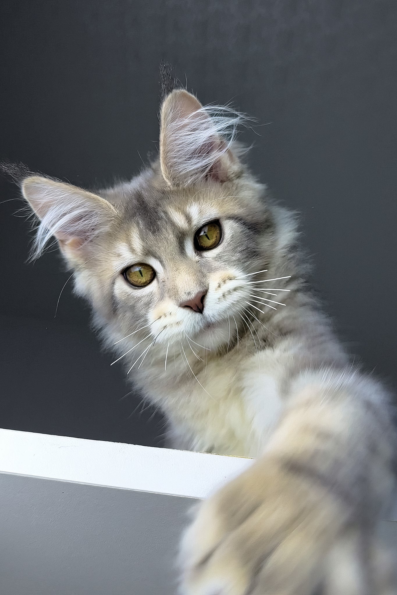 Rosie | Polydactyl Golden Maine Coon Kitten - Image 4