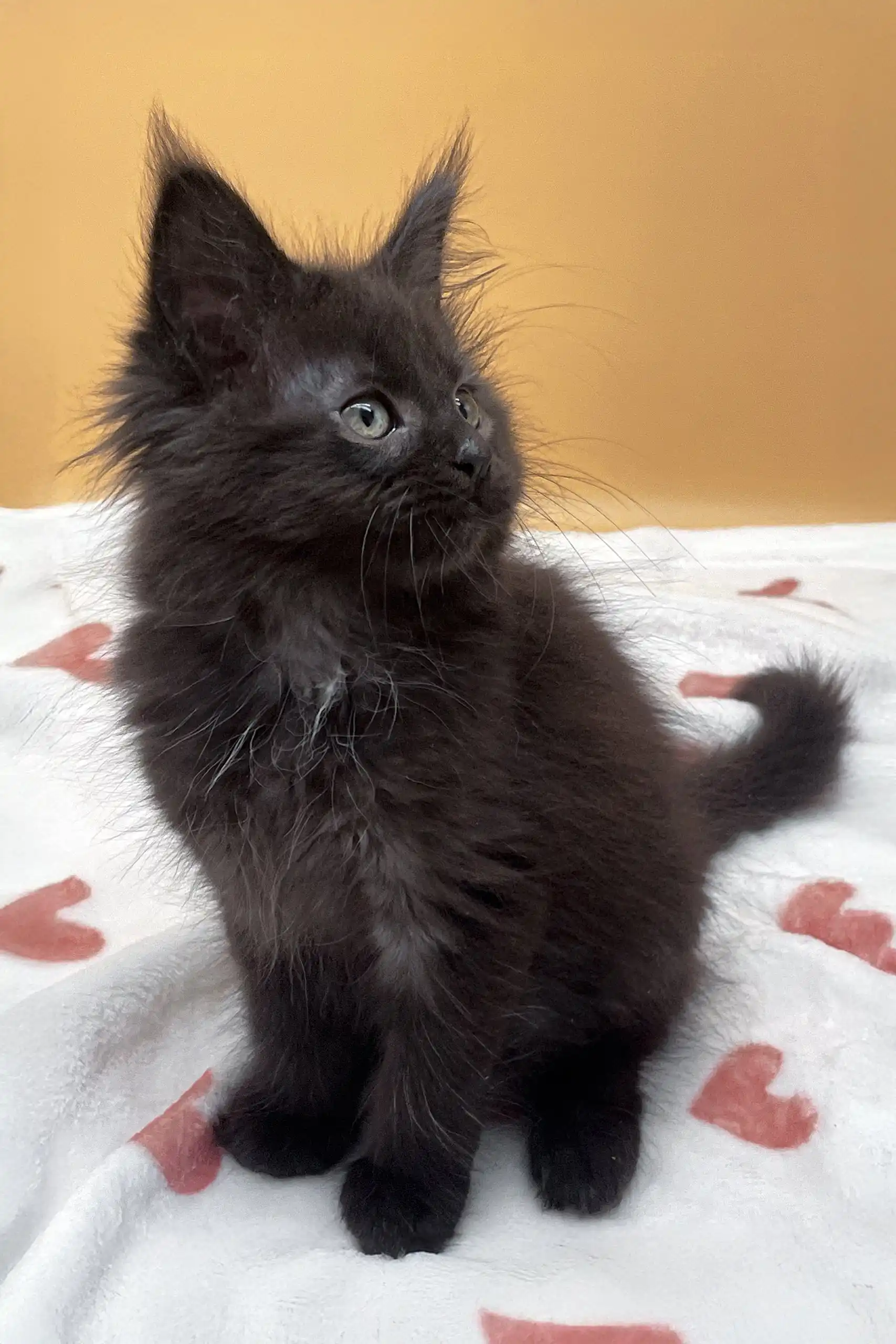 Roxana | Maine Coon Kitten - Image 6