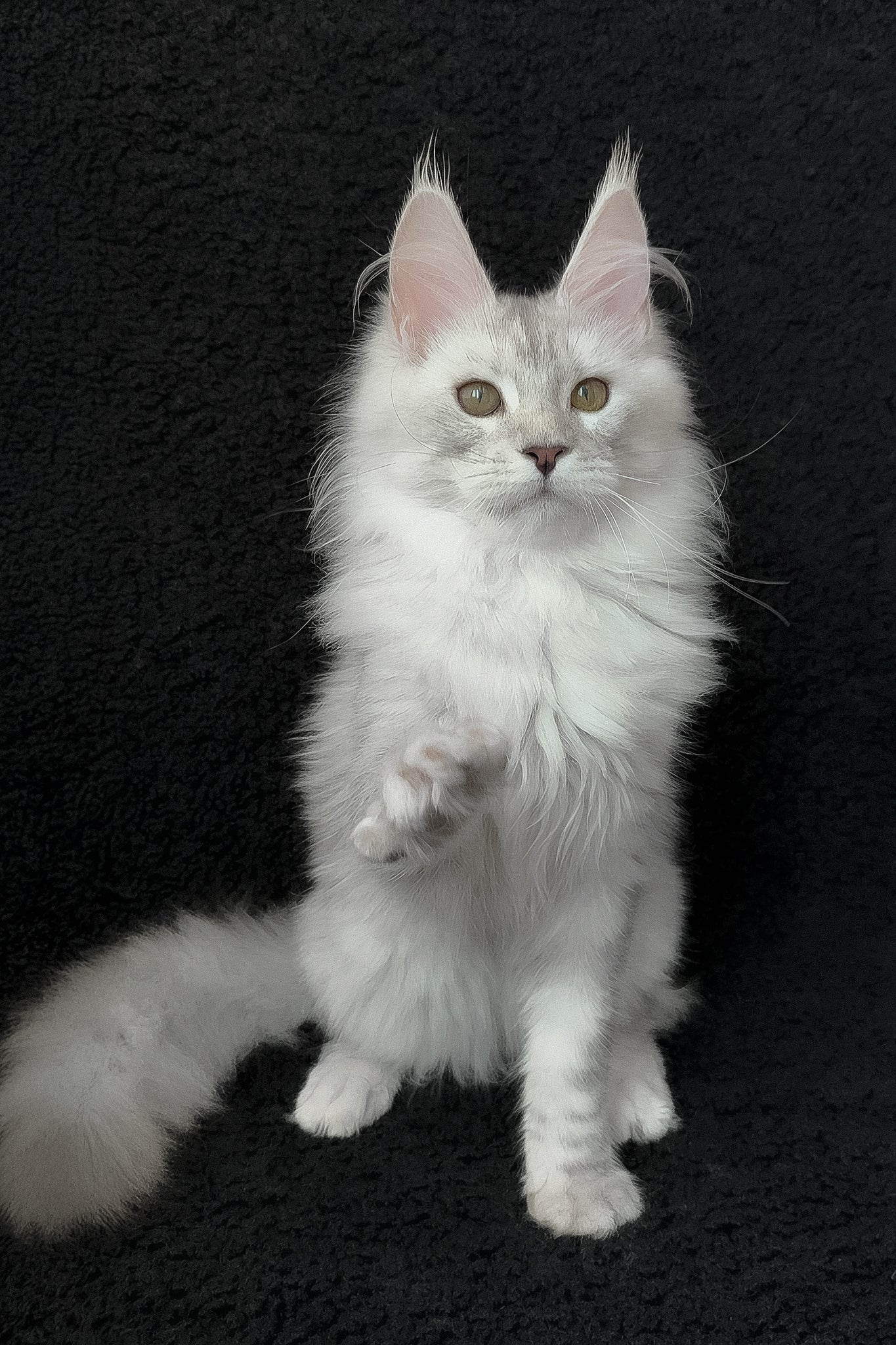 Roza | Maine Coon Kitten - Image 5