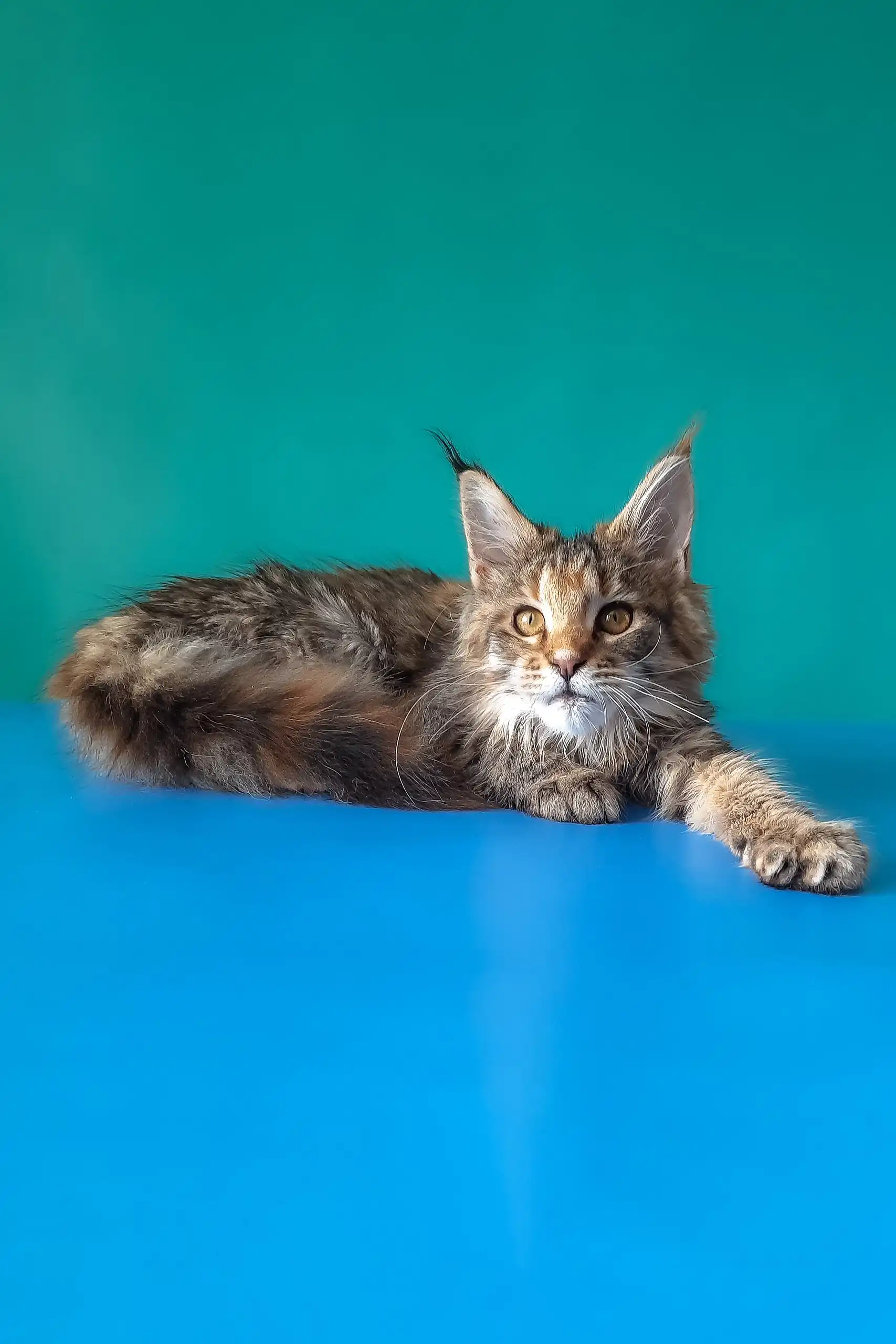 Rufalina | Maine Coon Kitten - Image 4